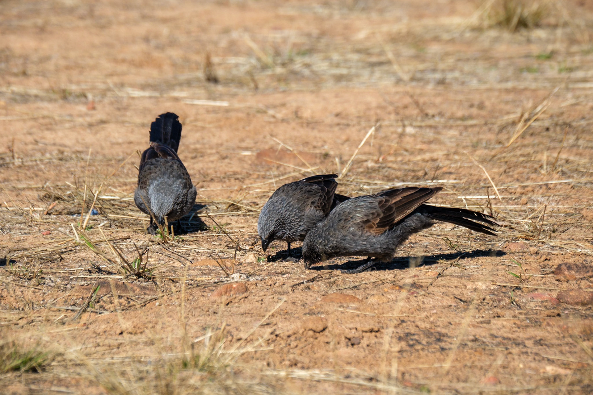 At "The Lake", Quilpie - Apostlebirds