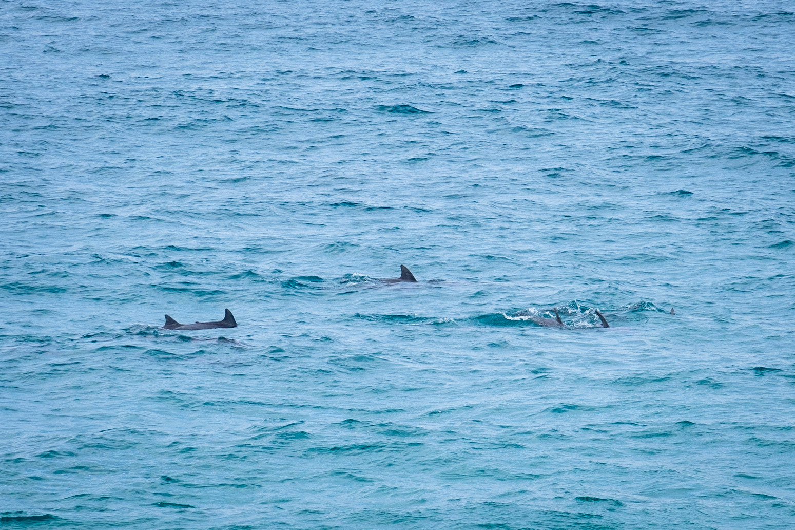 Dolphins at Fingal Head
