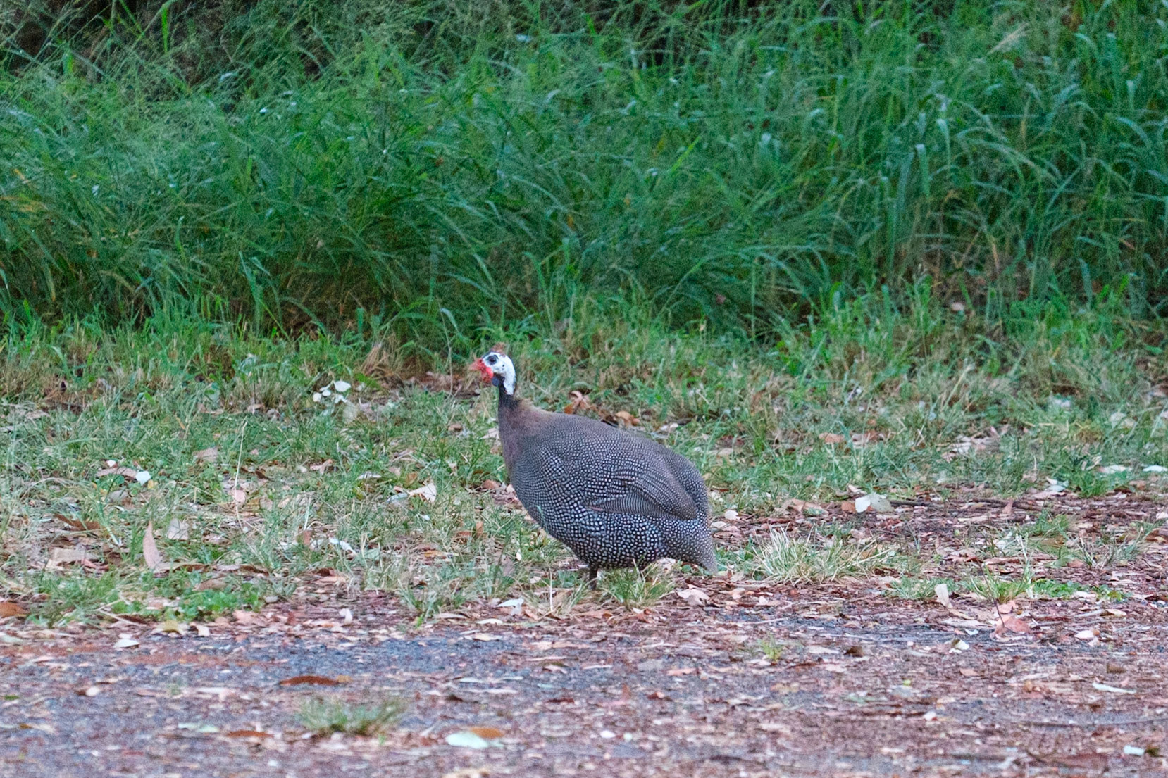 Overnight freecamp at Coominglah State Forest - Guinea Fowl