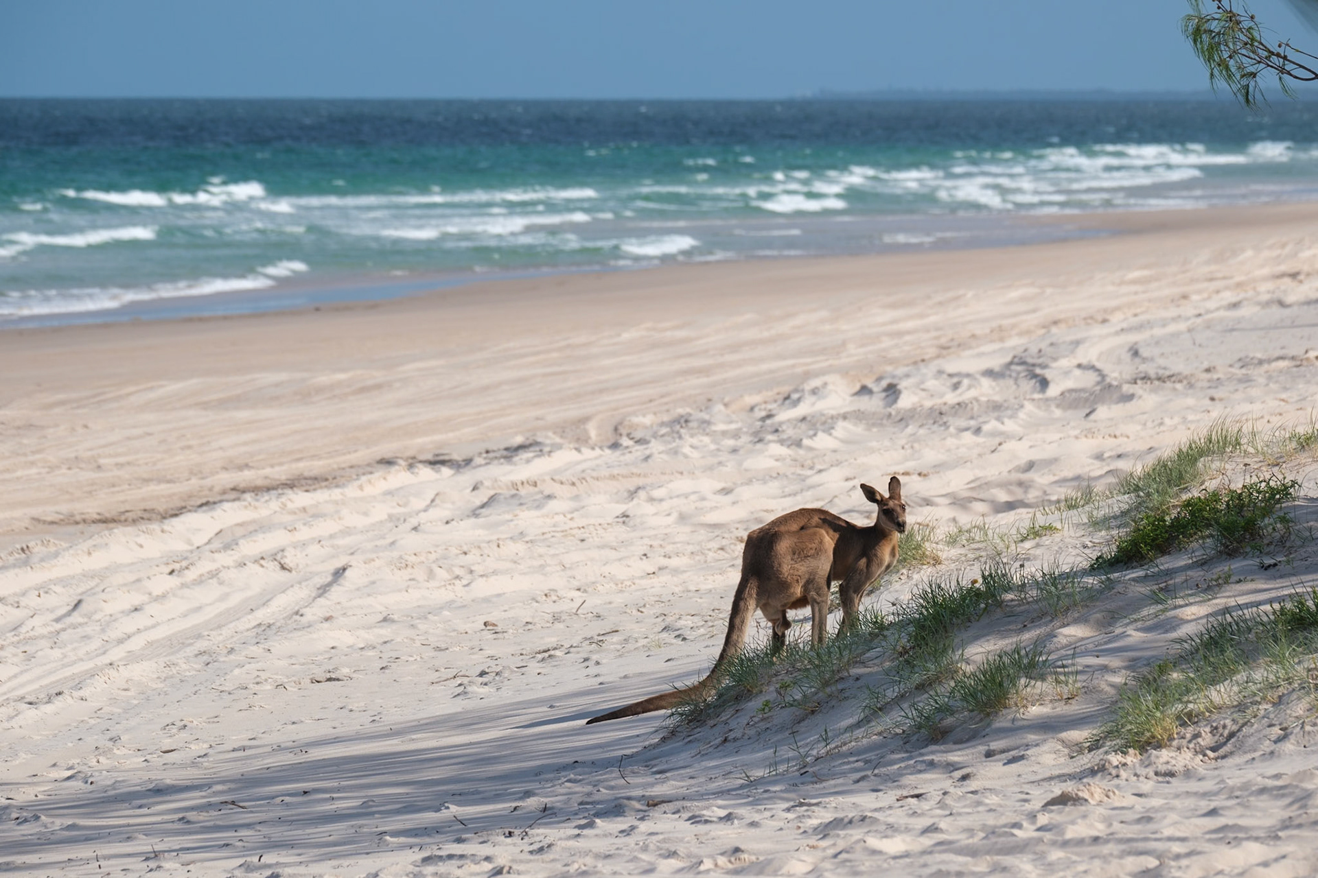 Kangaroos on the beach - Bribie Island National Park