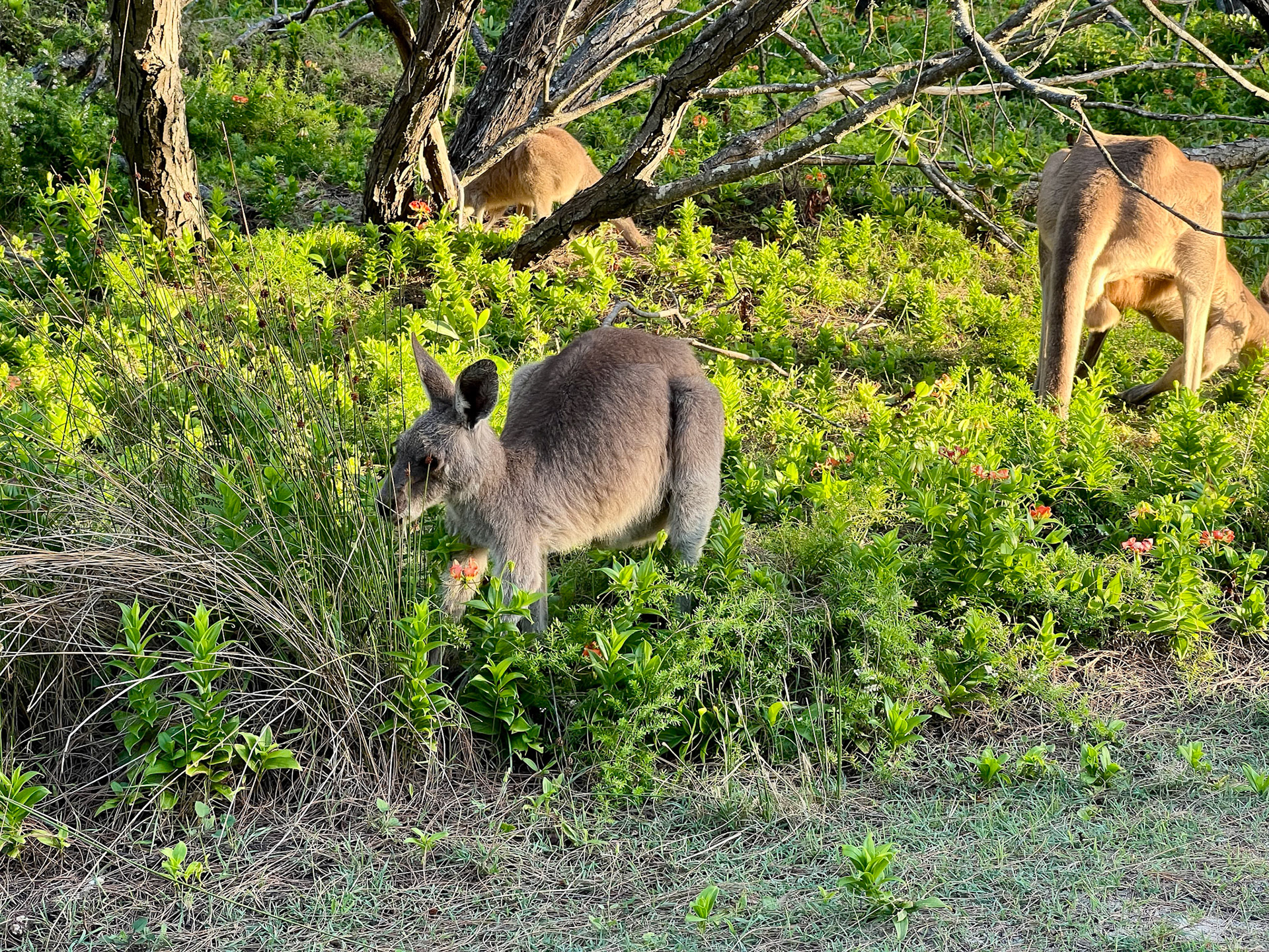 Kangaroos - Bribie Island National Park