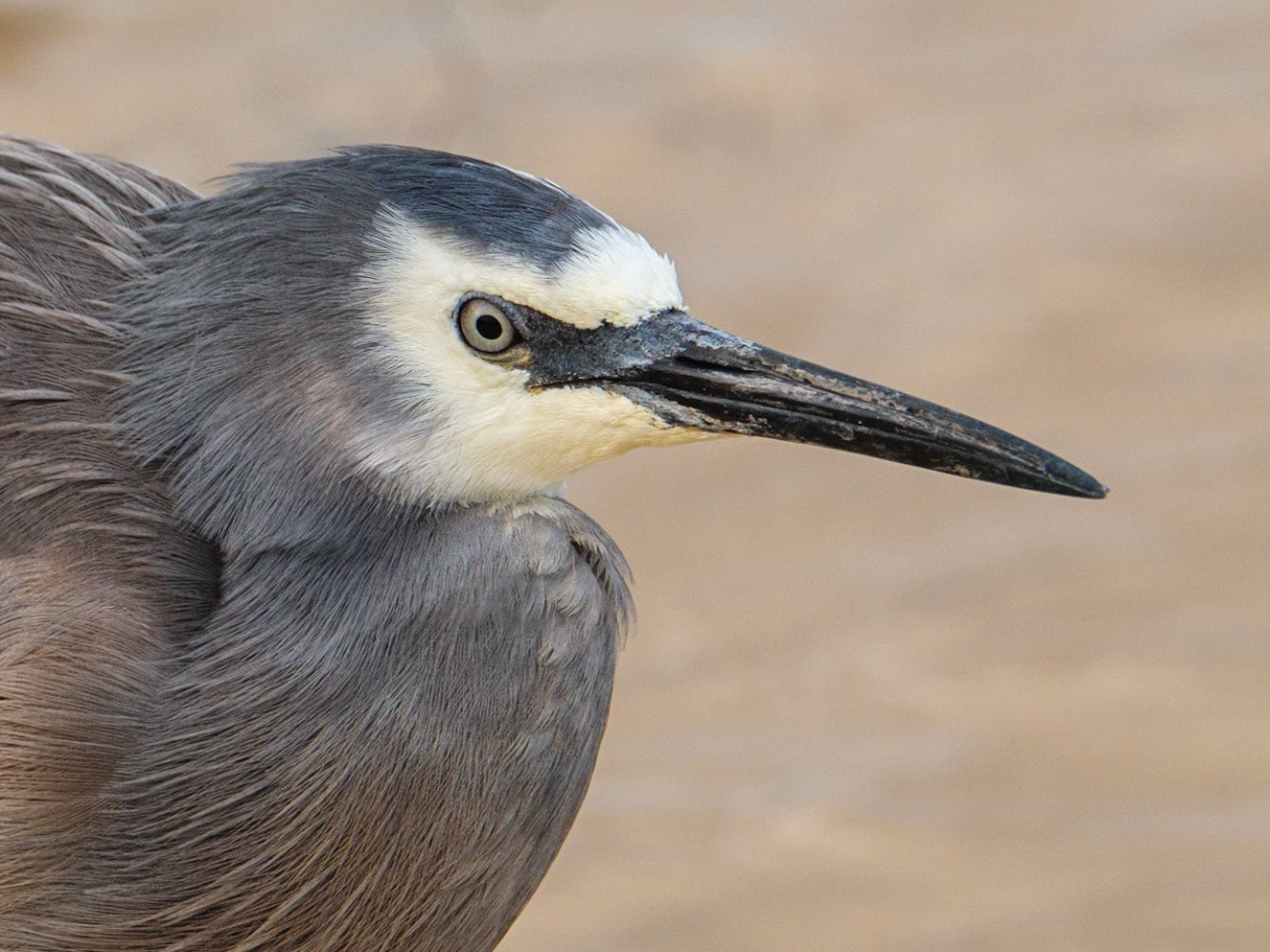 Grey Heron on Teewah Beach