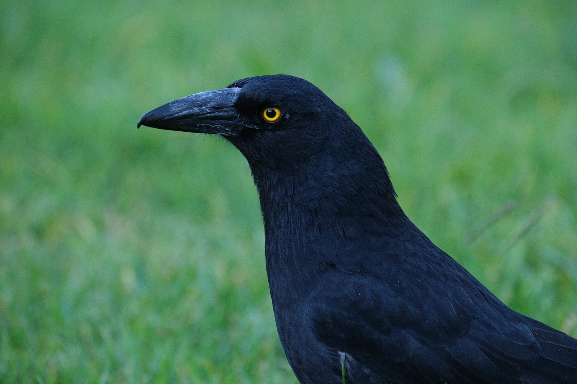 Bunya Mountains - Currawong