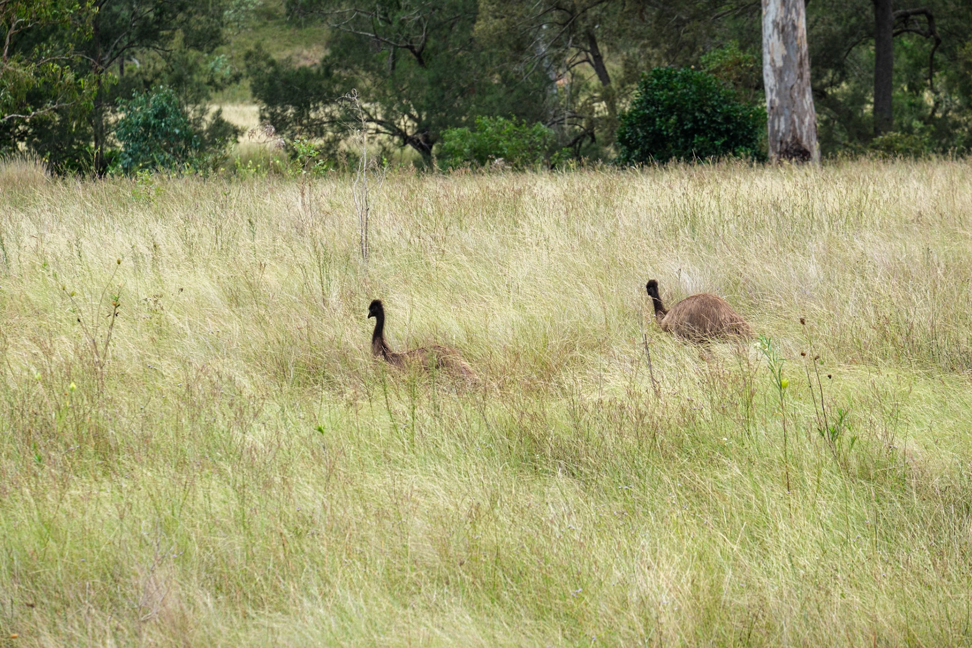 Emus near Monto