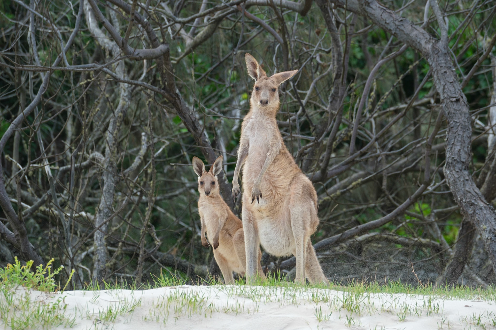 Kangaroos on the beach - Bribie Island National Park