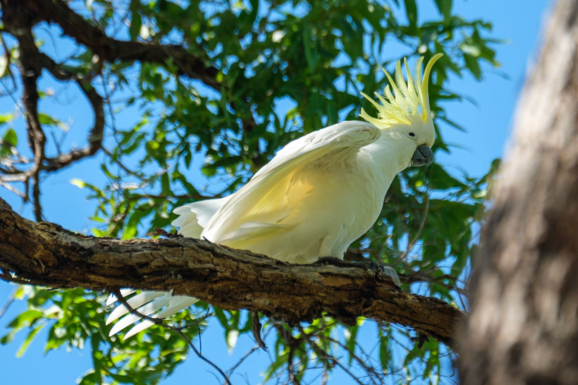 Sulphur-Crested Cockatoo - Cania Gorge