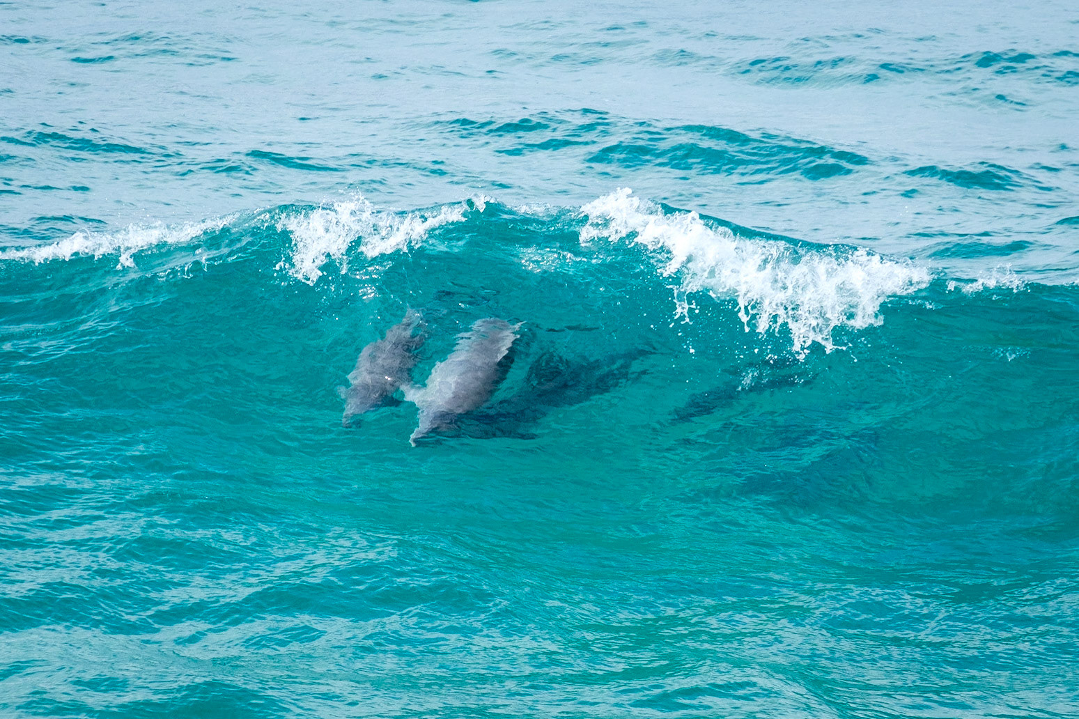 Dolphins at Fingal Head