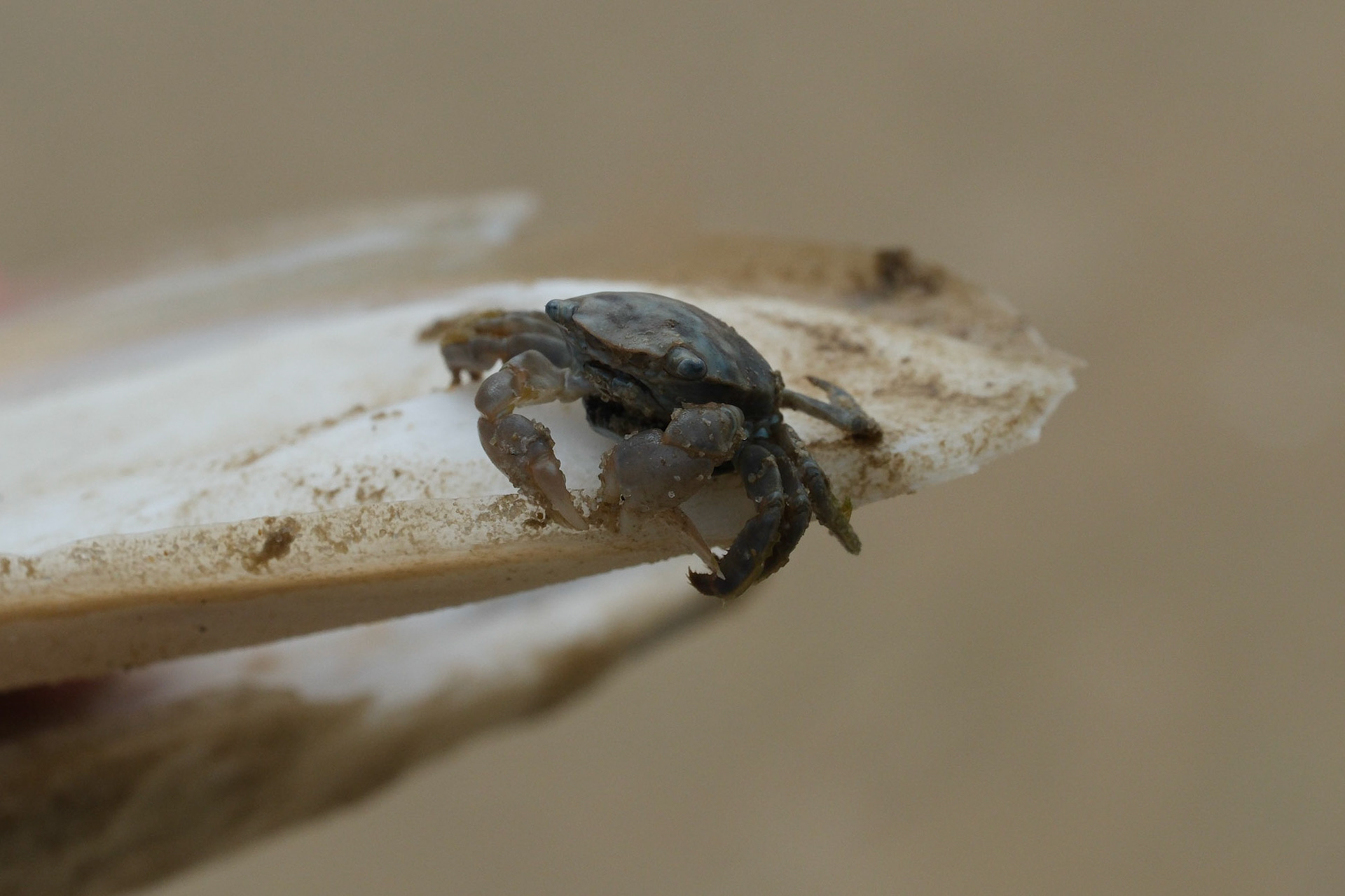 Crab