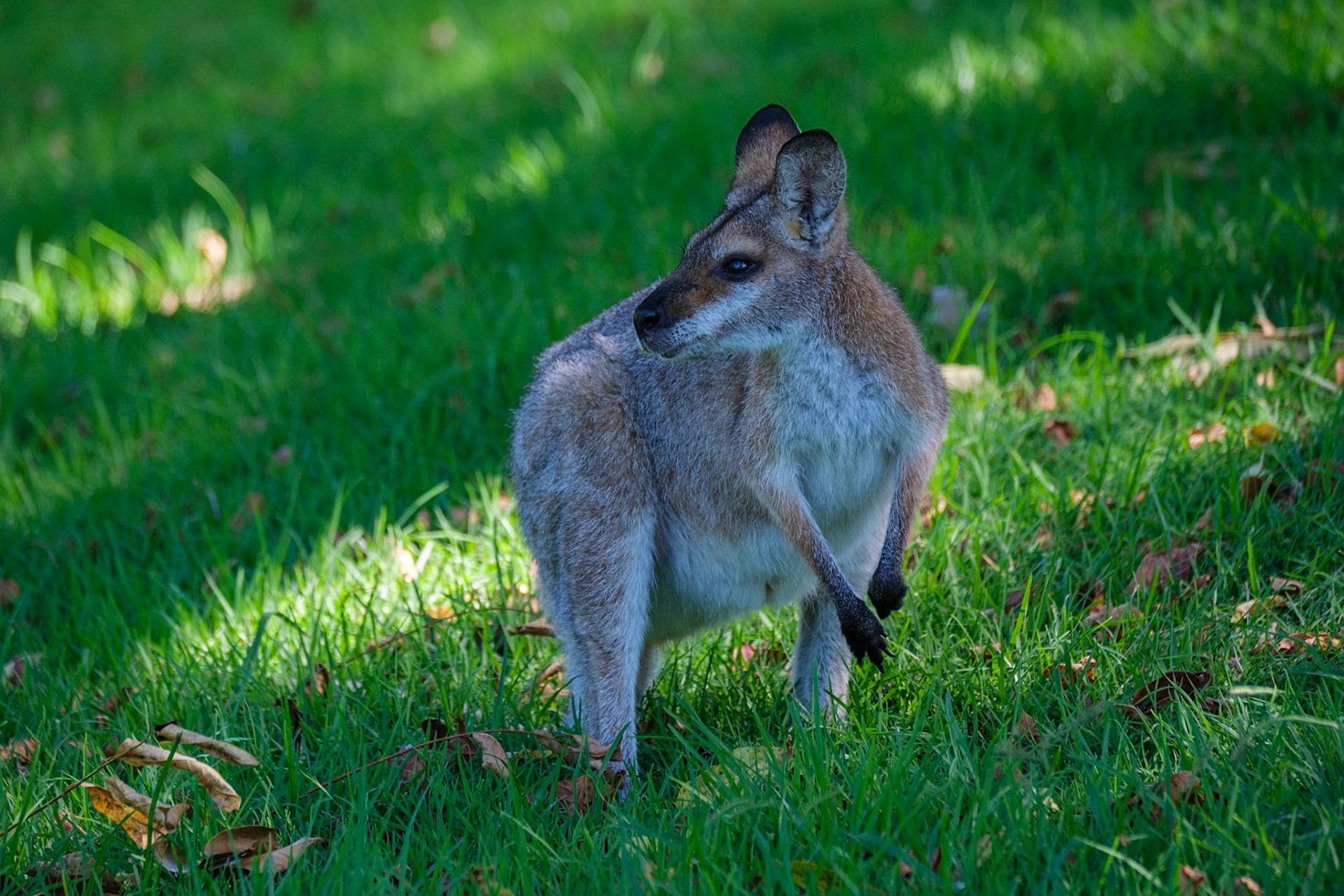 Bunya Mountains - Wallabies at Dandabah