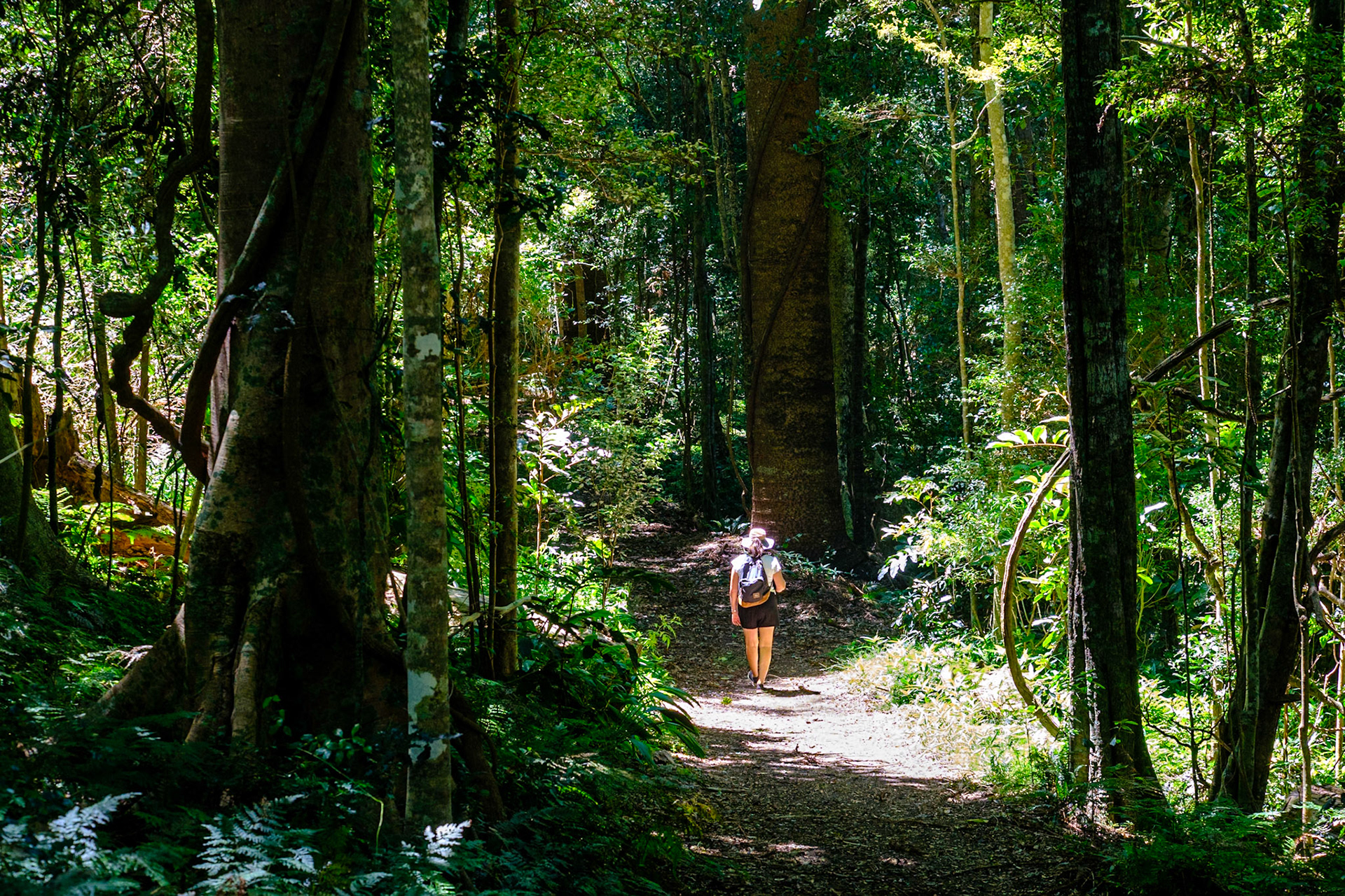 Bunya Mountains - Russel Park Walk