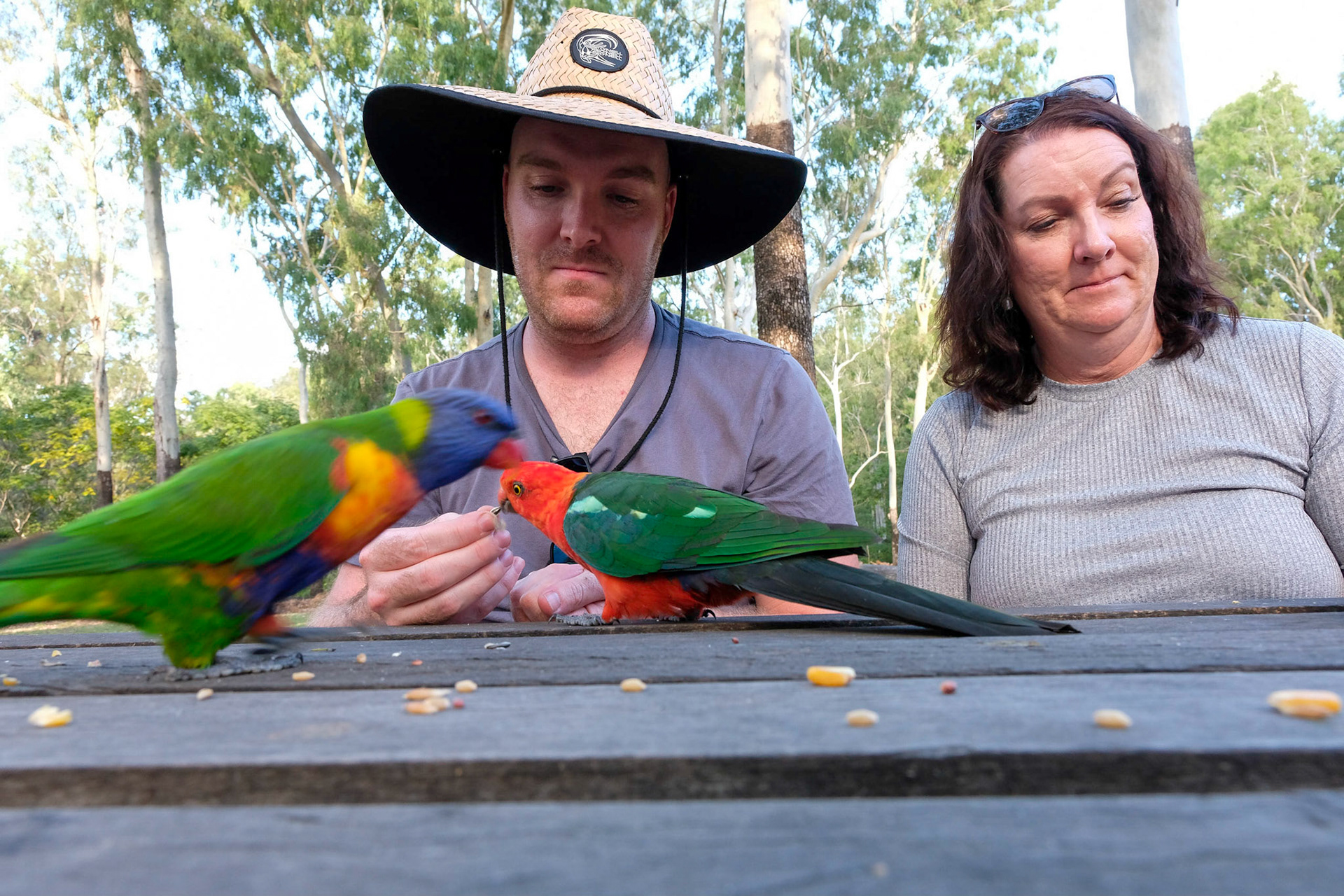Daily bird feeding