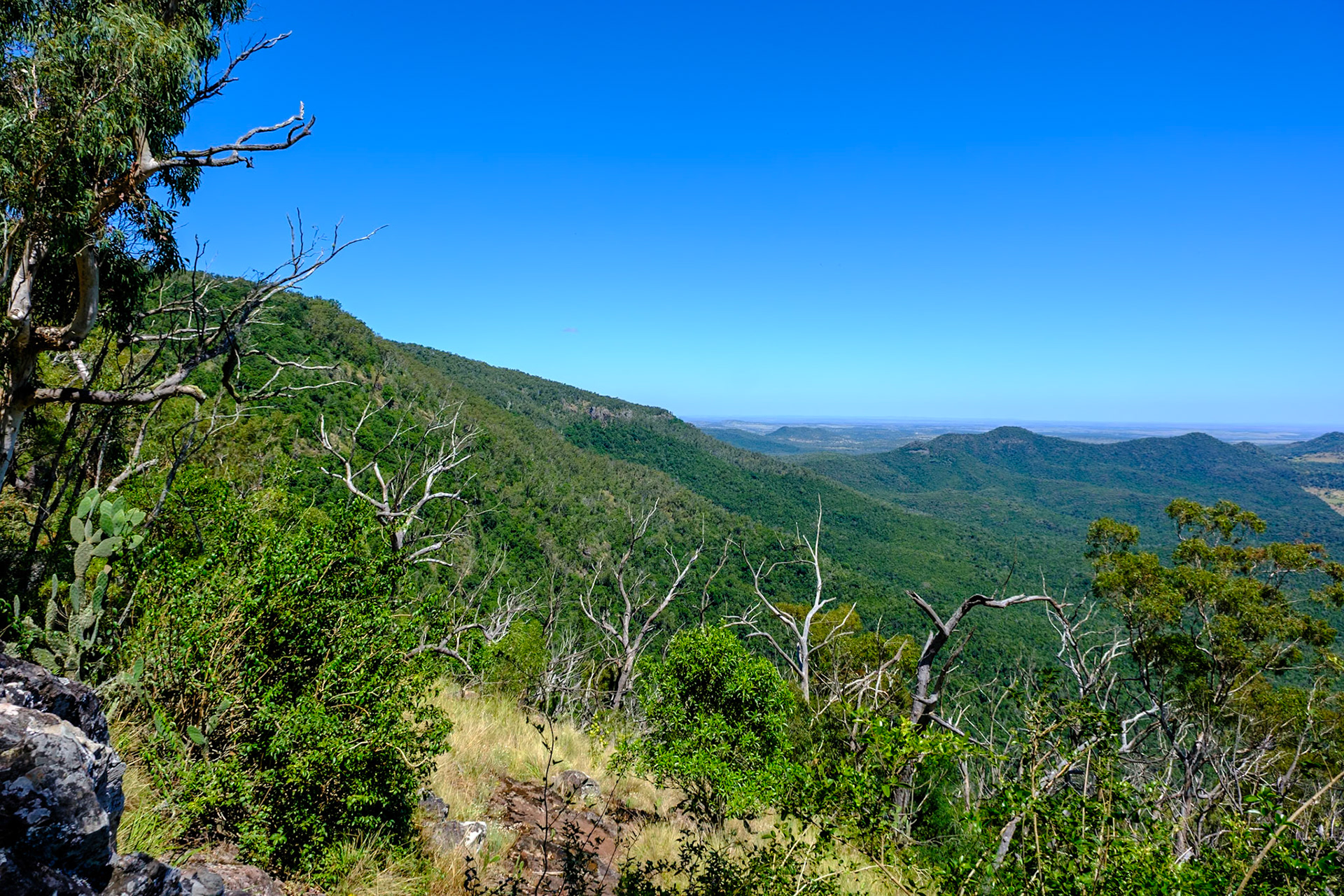 Bunya Mountains - Koondaii Circuit Walk