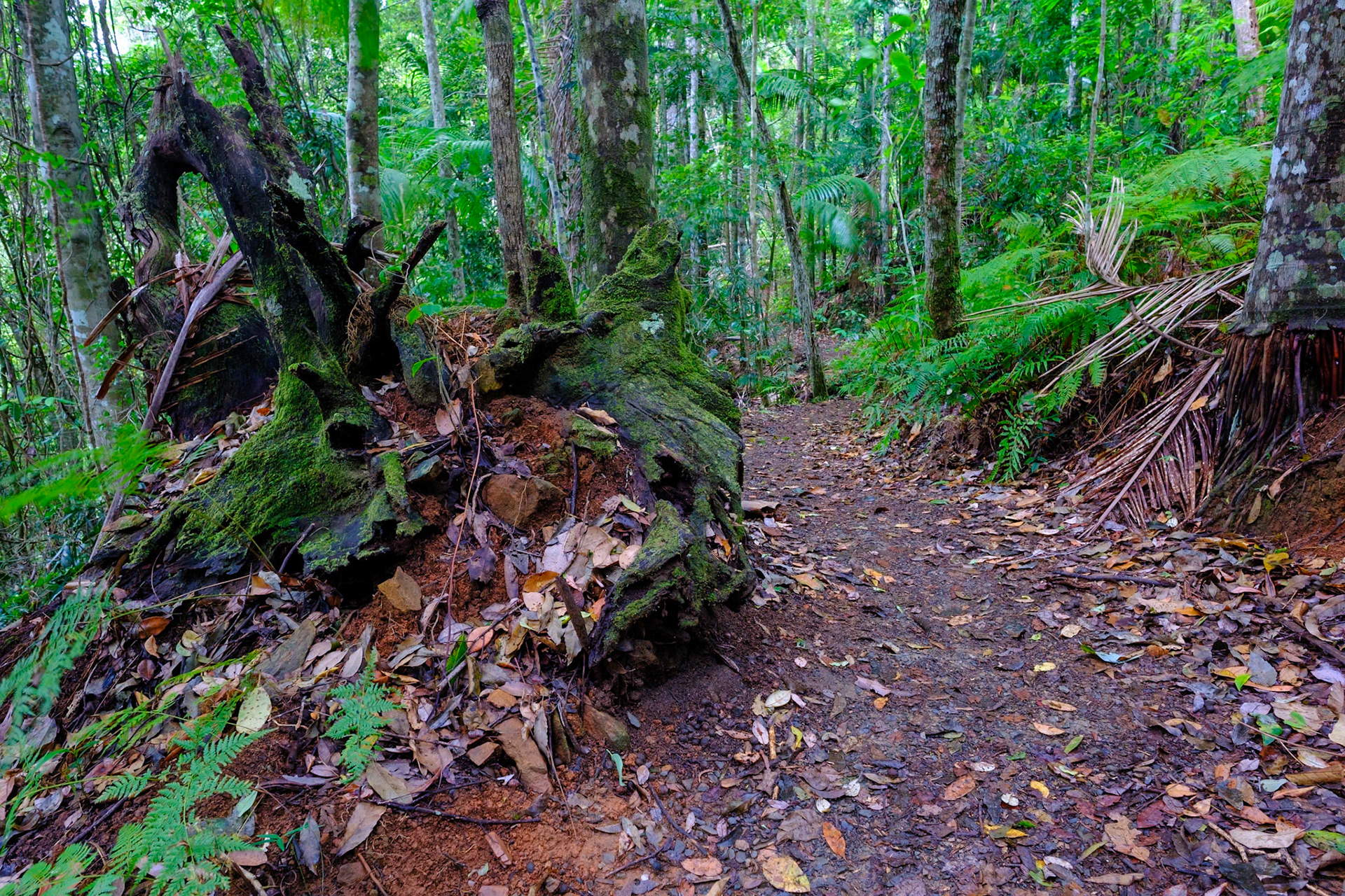 Camping at Bouloumba Creek, Conandale National Park