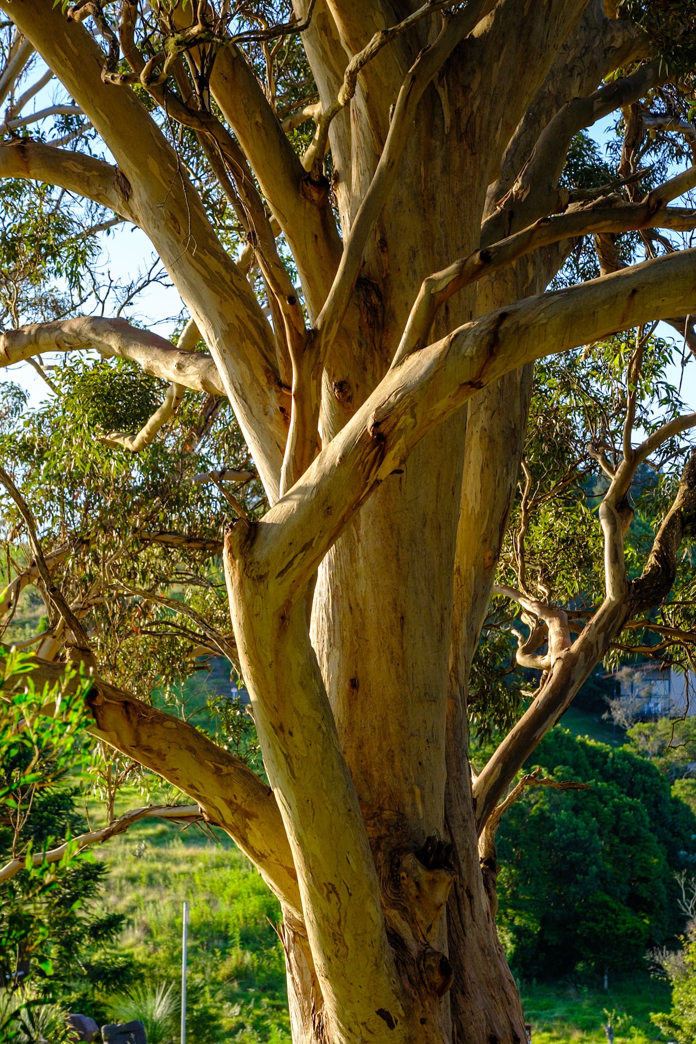 Bunya Mountains - Late afternoon & sunset from Fishers Lookout