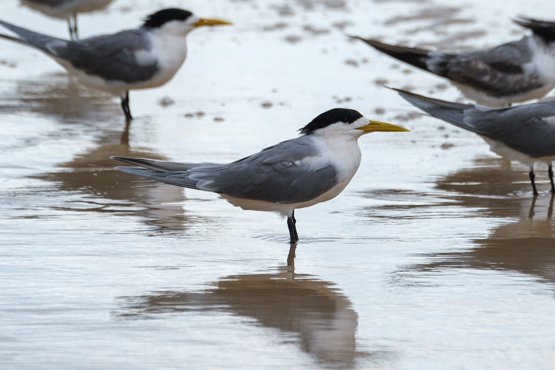 Terns on Teewah Beach