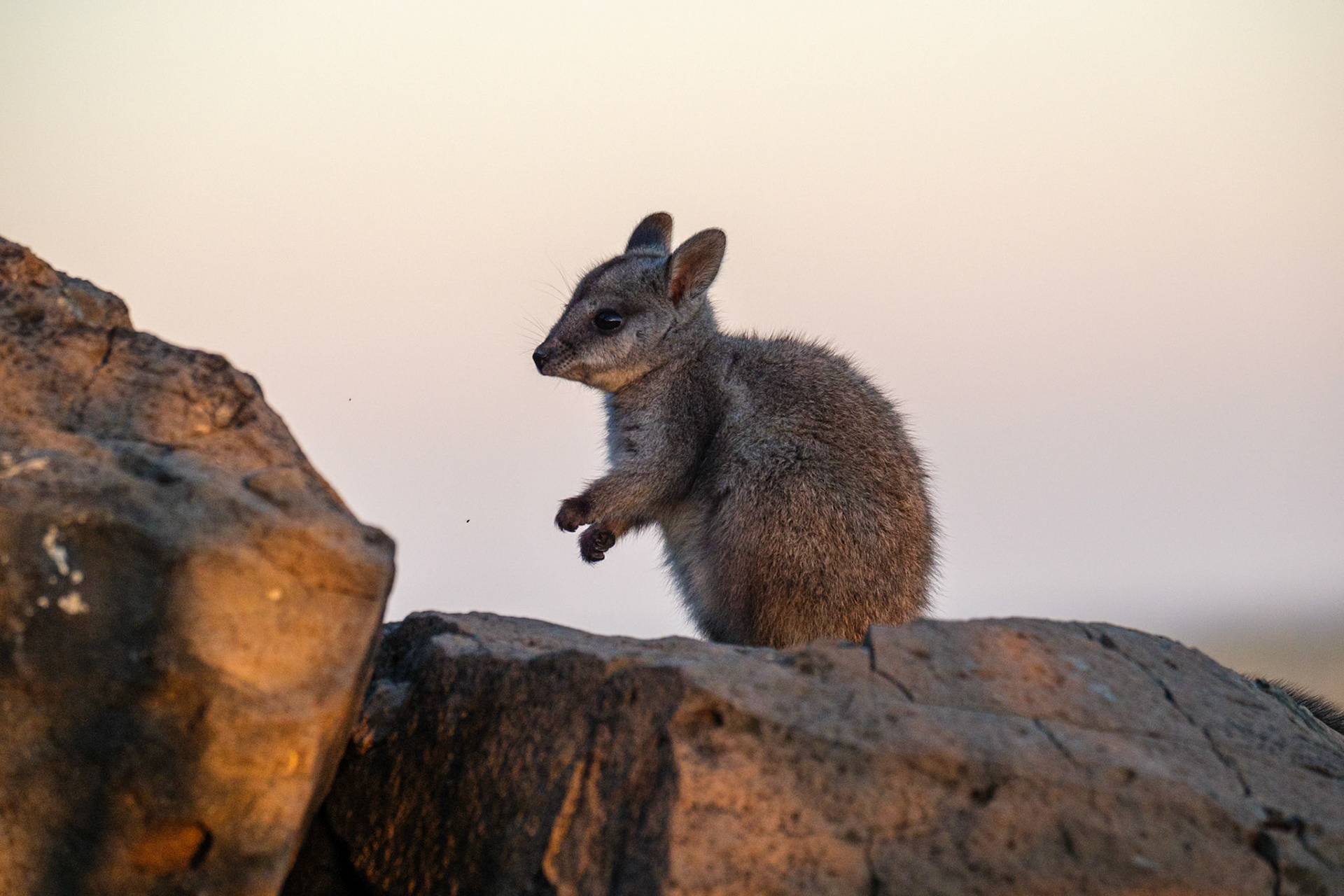 Policemans Knob in the late afternoon - Rock Wallabies