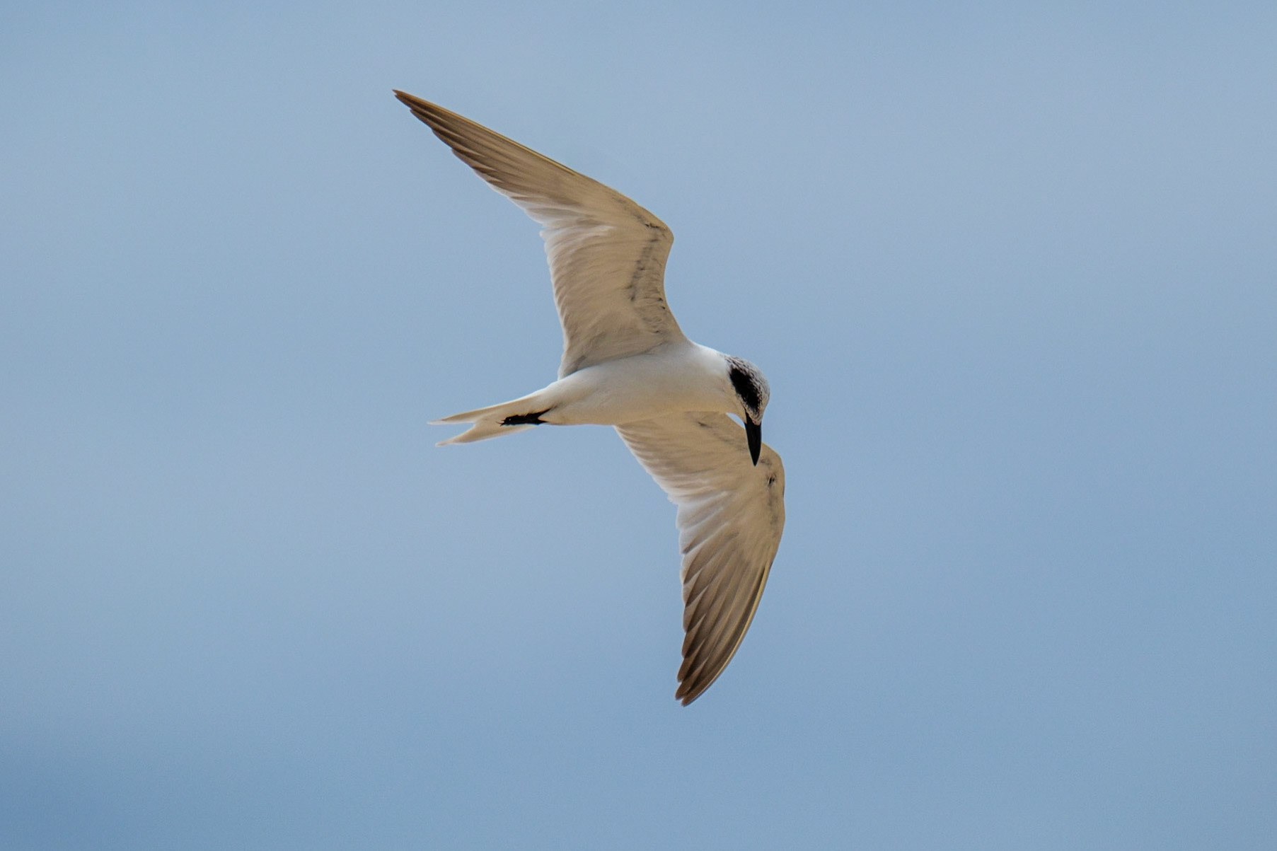 Terns in Flight at Teewah Beach