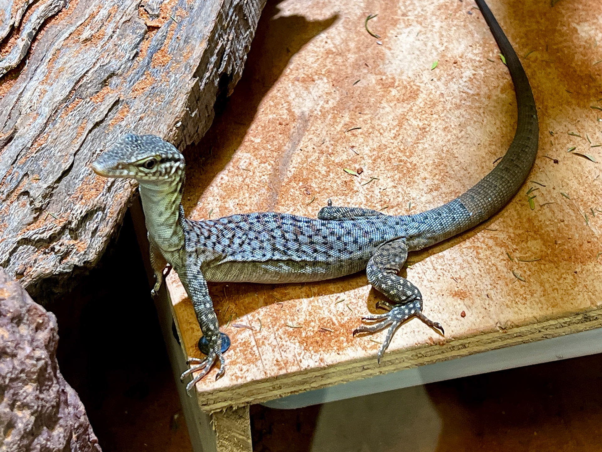 Freckled Monitor - At the Alexandra Park Zoo
