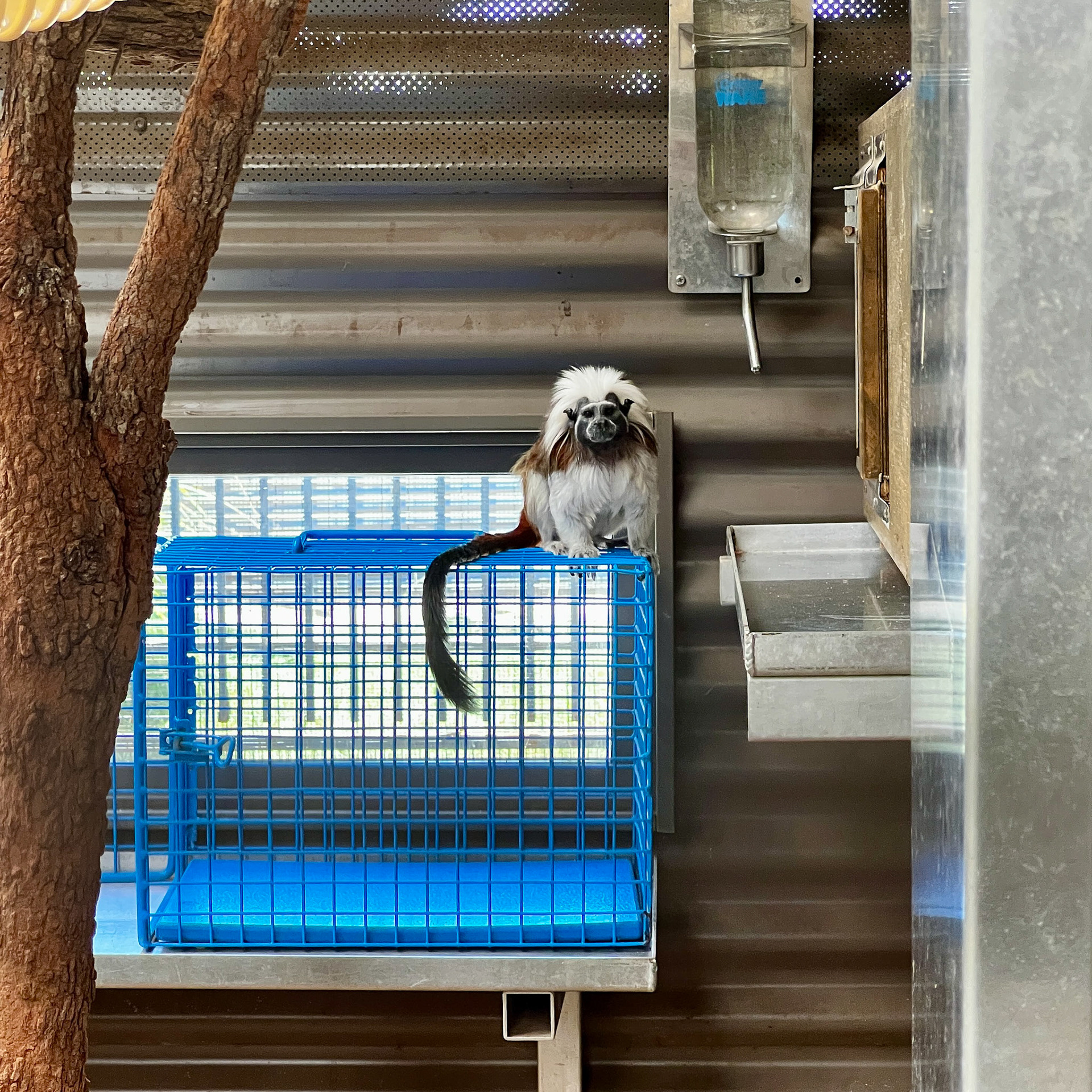 Cotton-top Tamarin - At the Alexandra Park Zoo