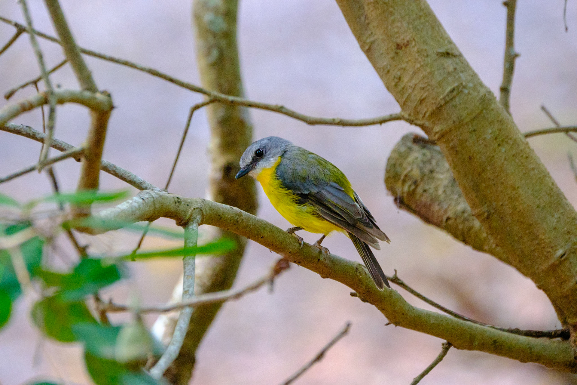 Eastern Yellow Robin