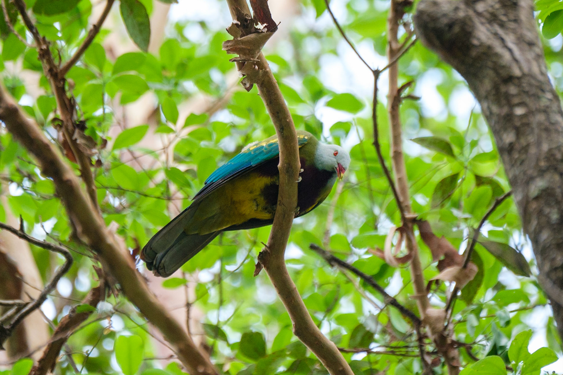 Wompoo Fruit Dove - Bouloumba Creek, Conandale National Park