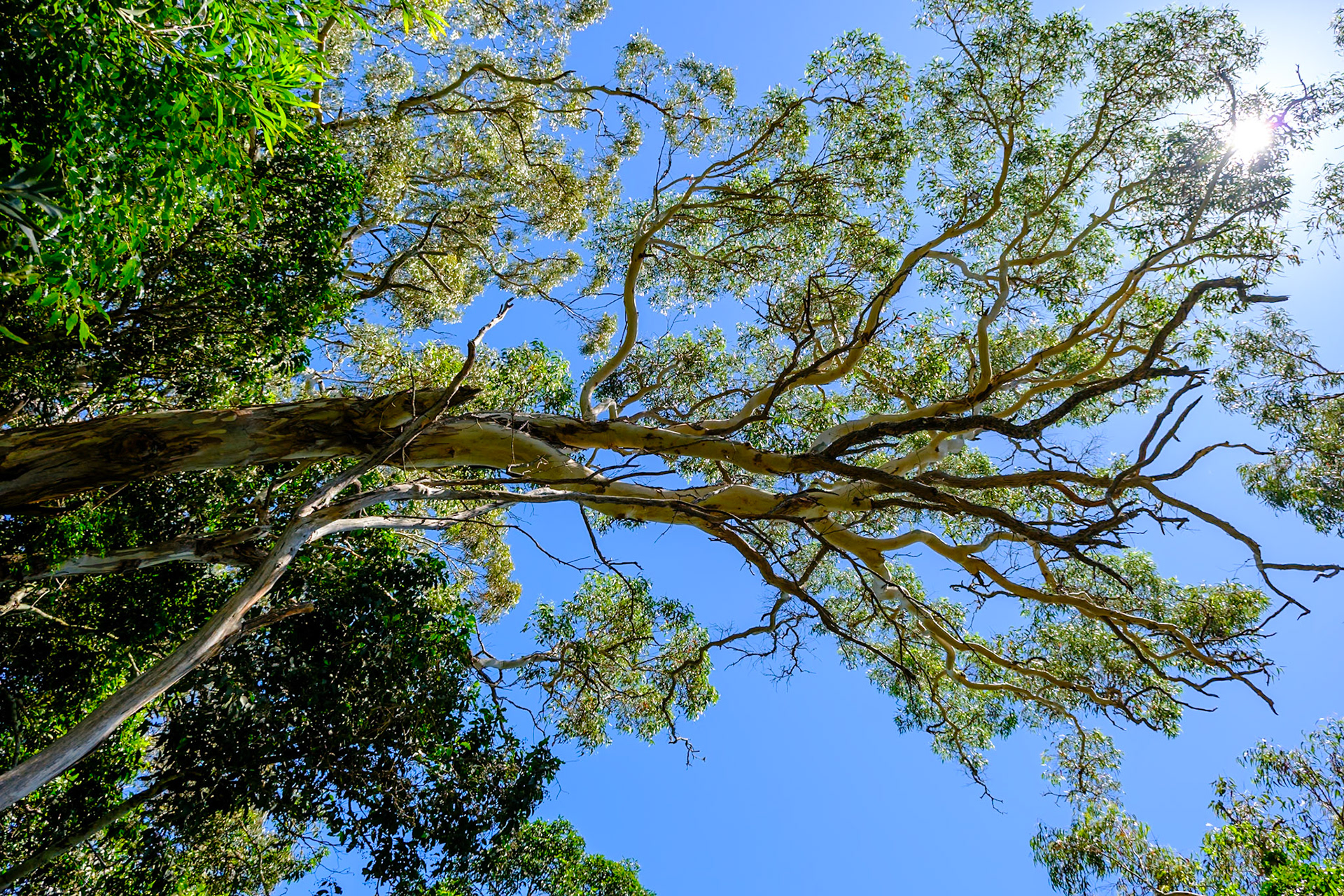 Bunya Mountains - Koondaii Circuit Walk