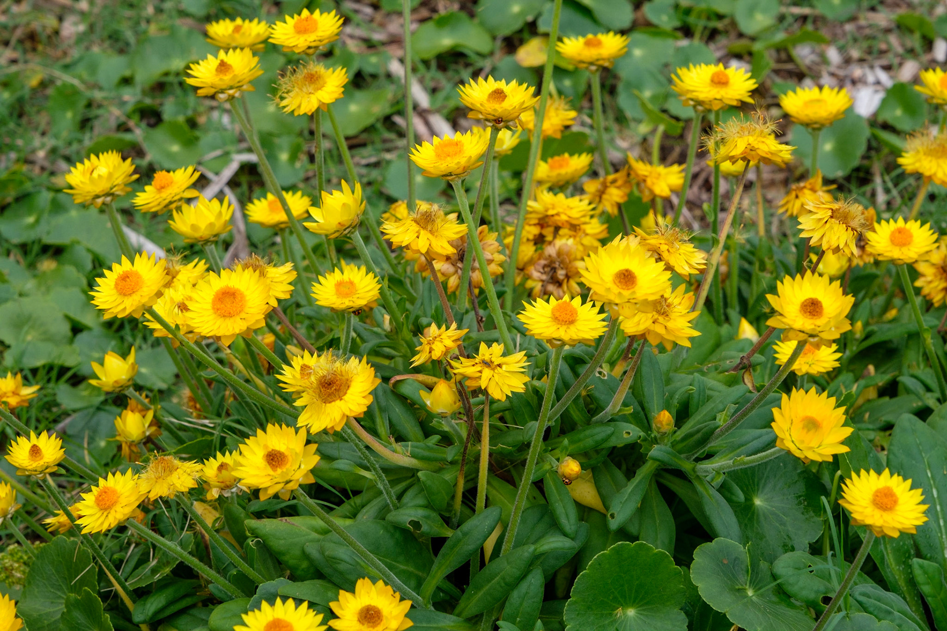 Paper Daisies