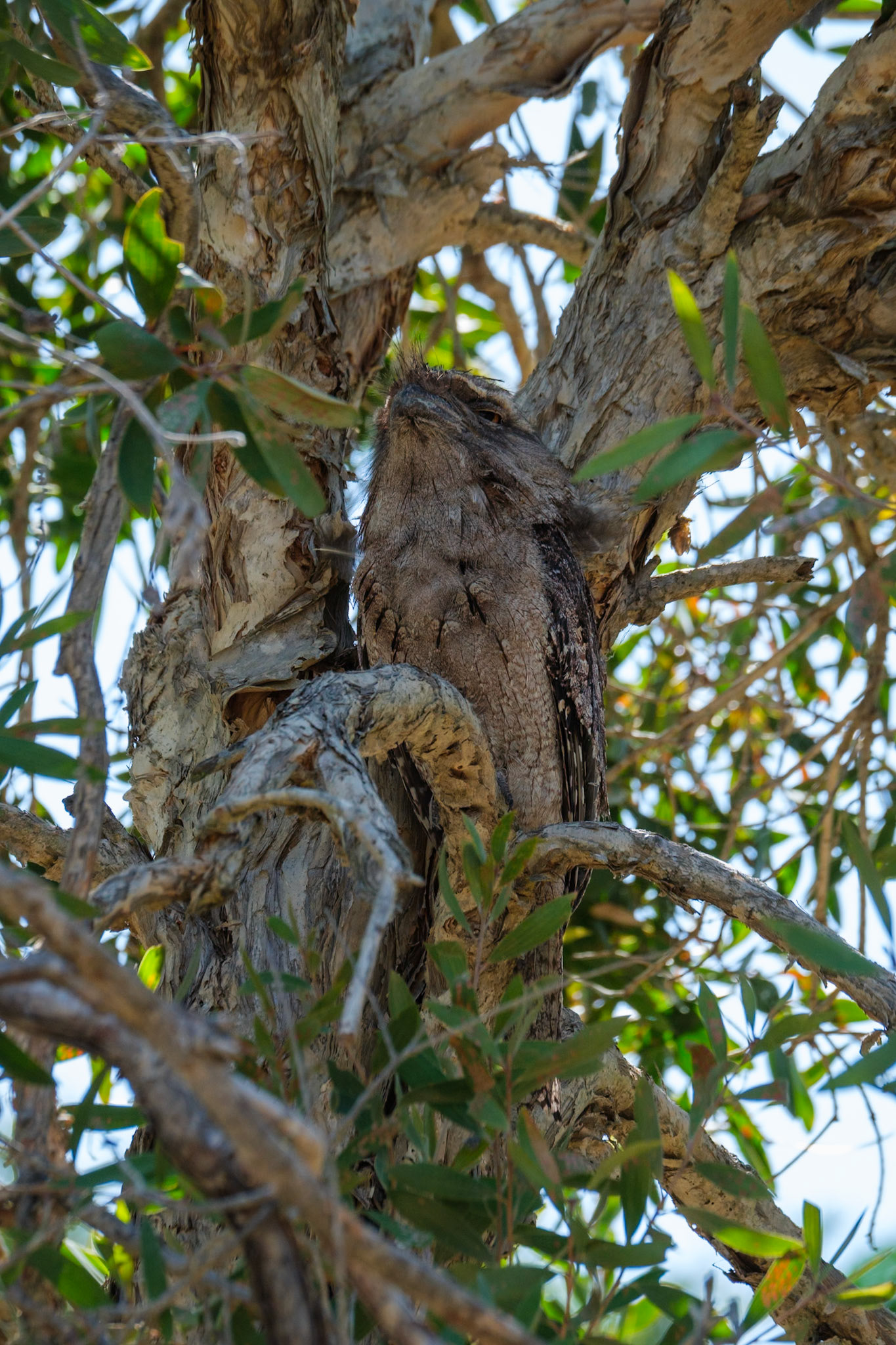Tawny Frogmouth - Bargara