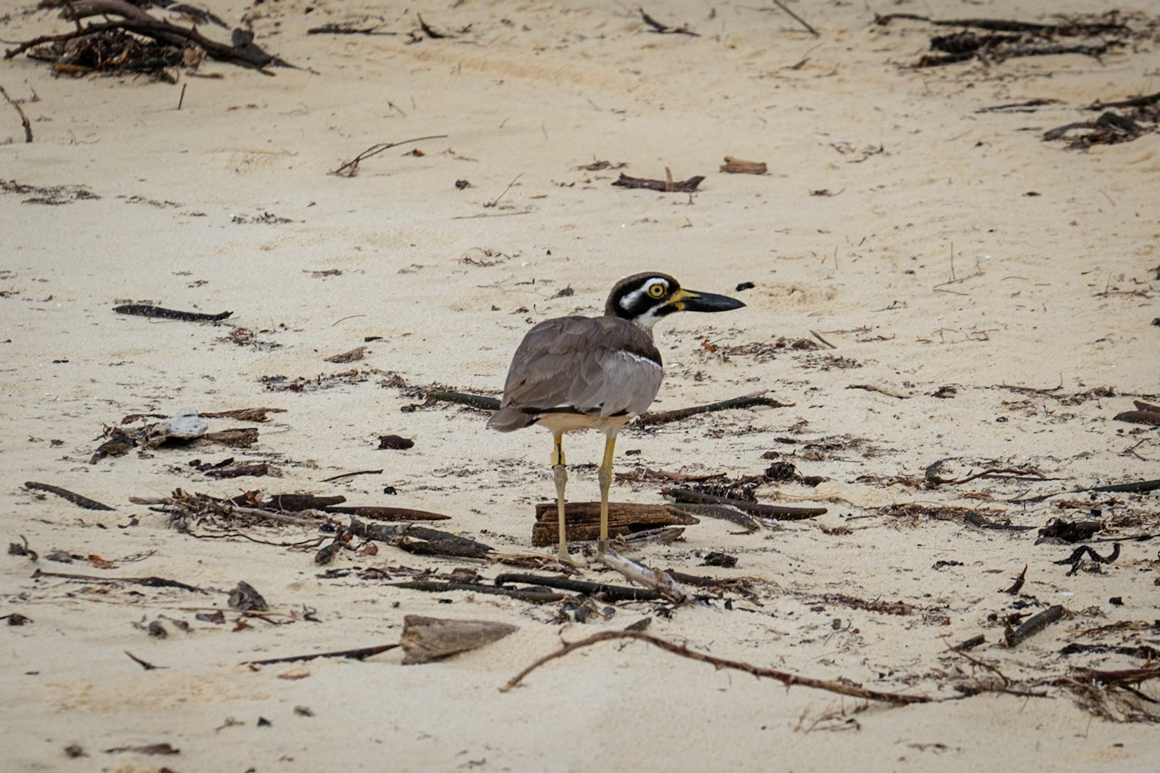 Beach Thick-Knee, Moreton Island