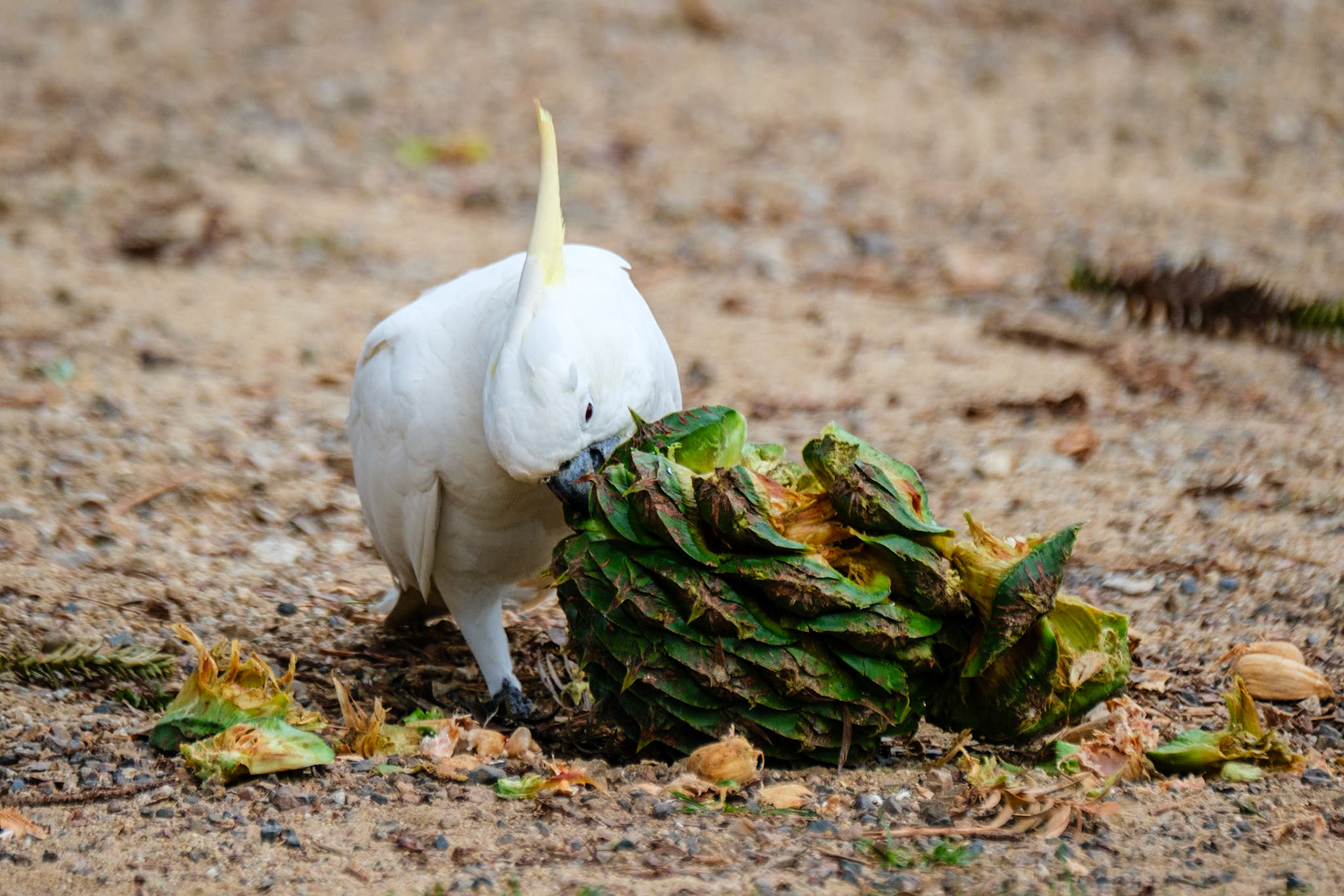 Sulphur-Crested Cockatoos love bunya nuts