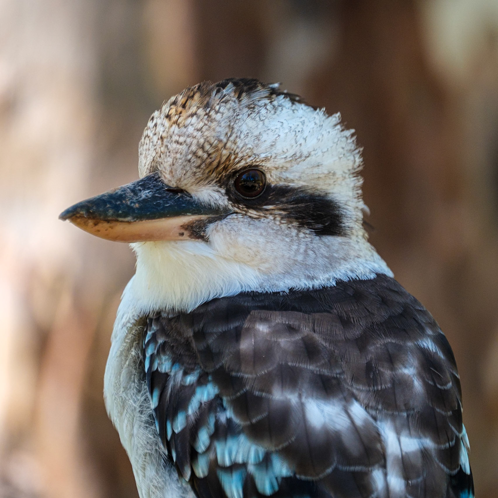 Kookaburra - Cania Gorge