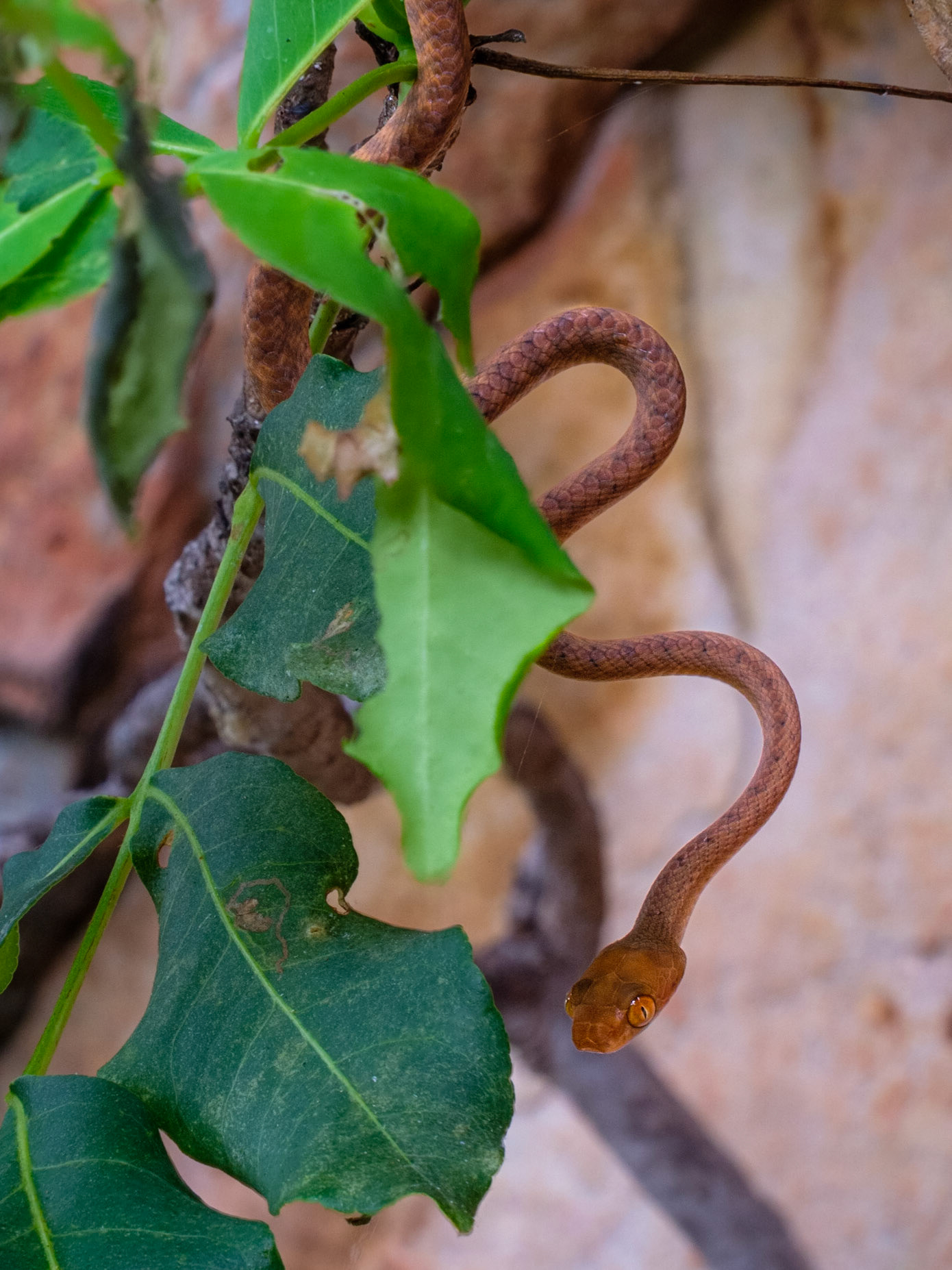 Cania Gorge - Brown Tree Snake