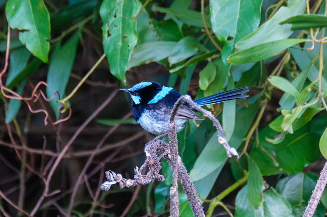Bunya Mountains - Fairy Wren