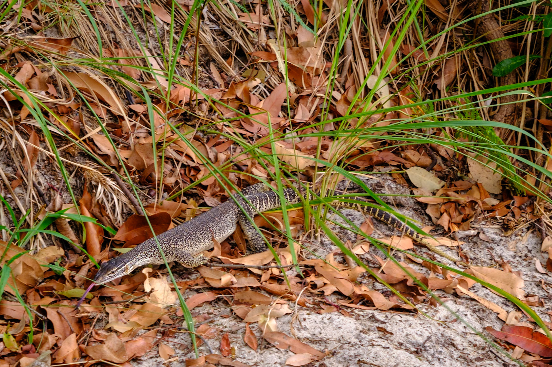 Goanna - Moreton Island