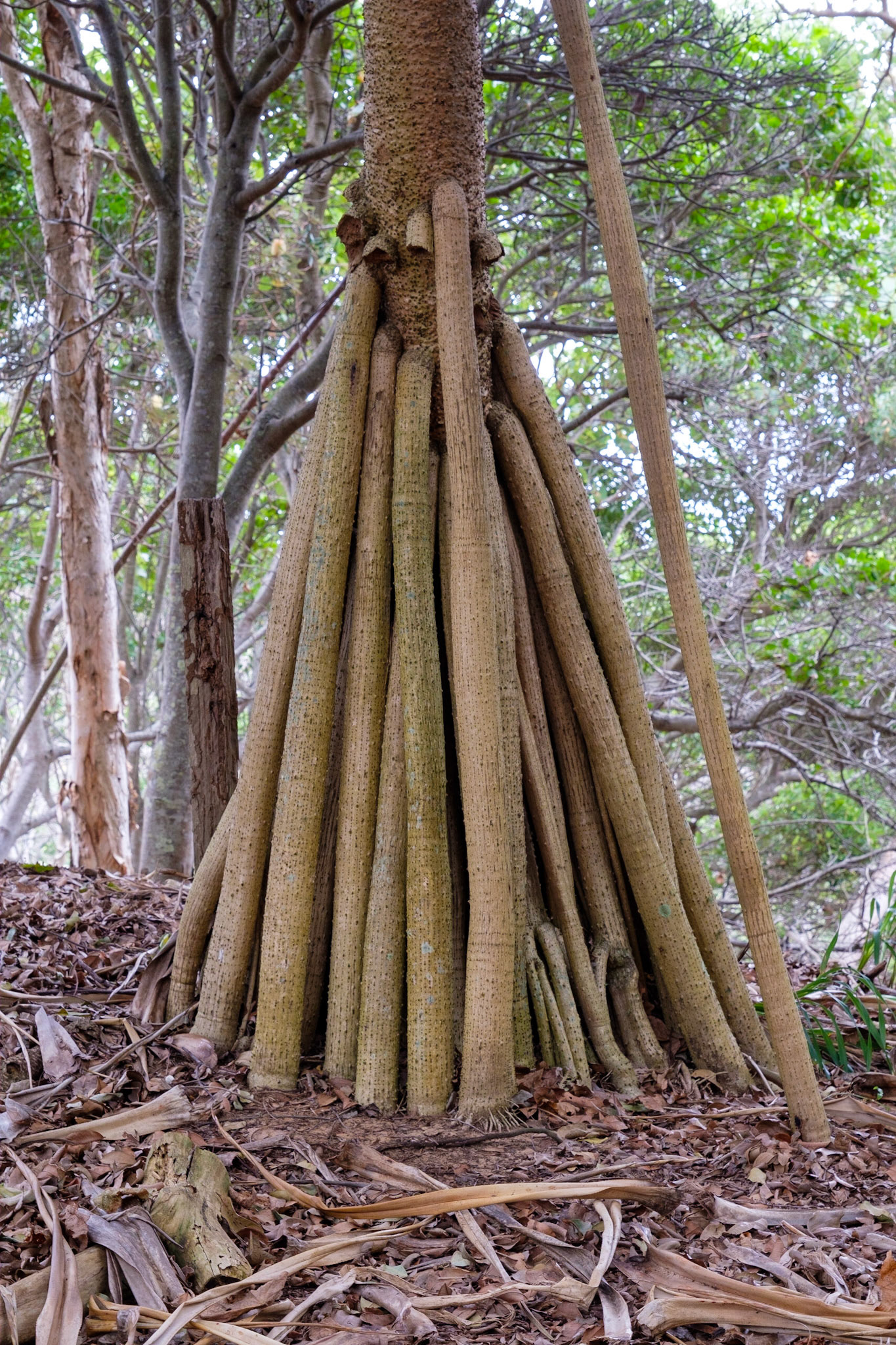 Pandanus