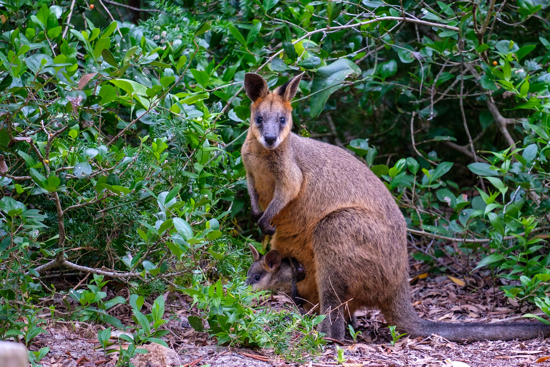 Wallaby with a joey in the pouch