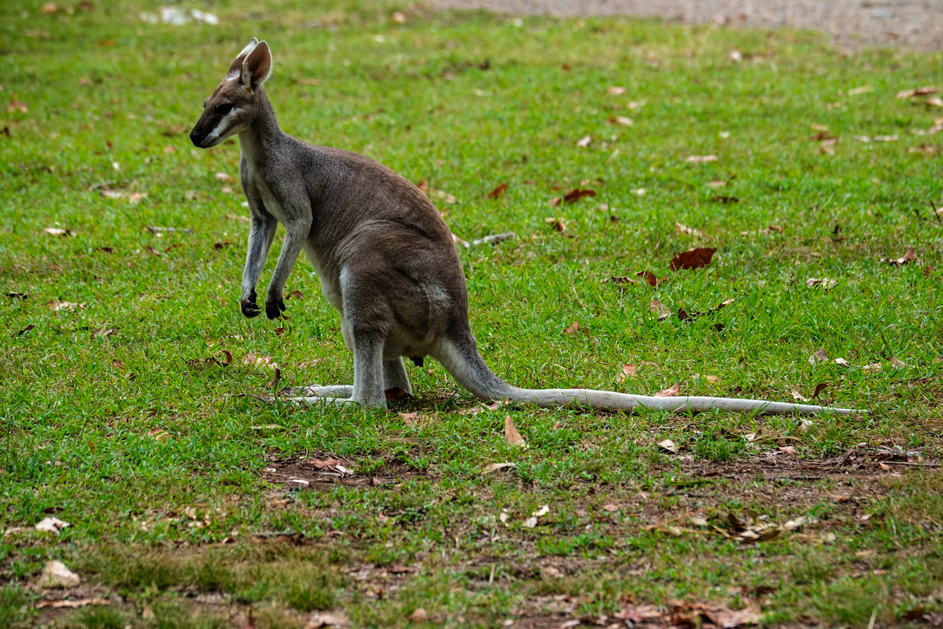 Wallabies - Cania Gorge