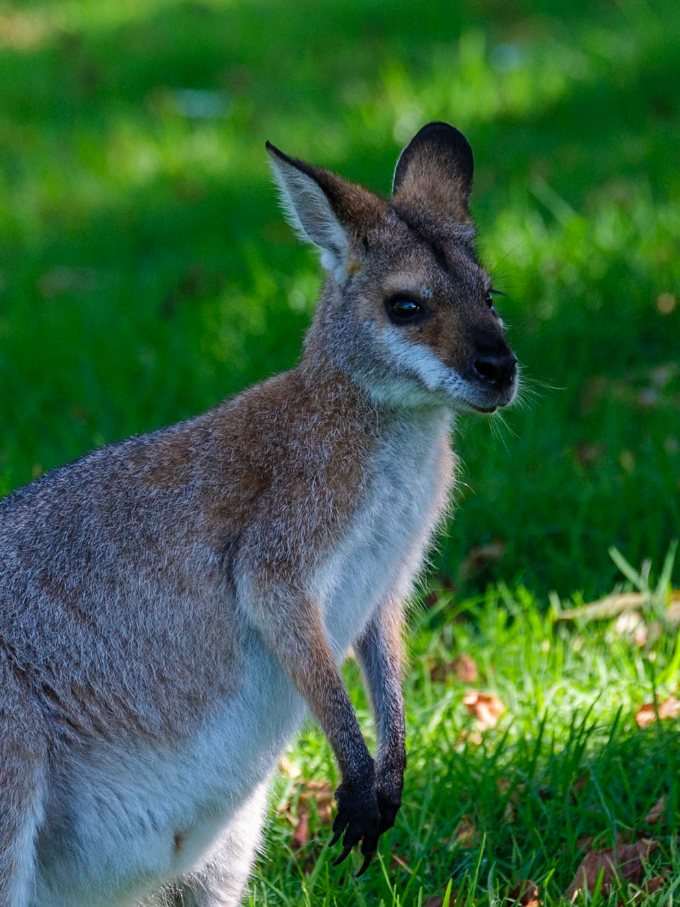 Bunya Mountains - Wallabies at Dandabah
