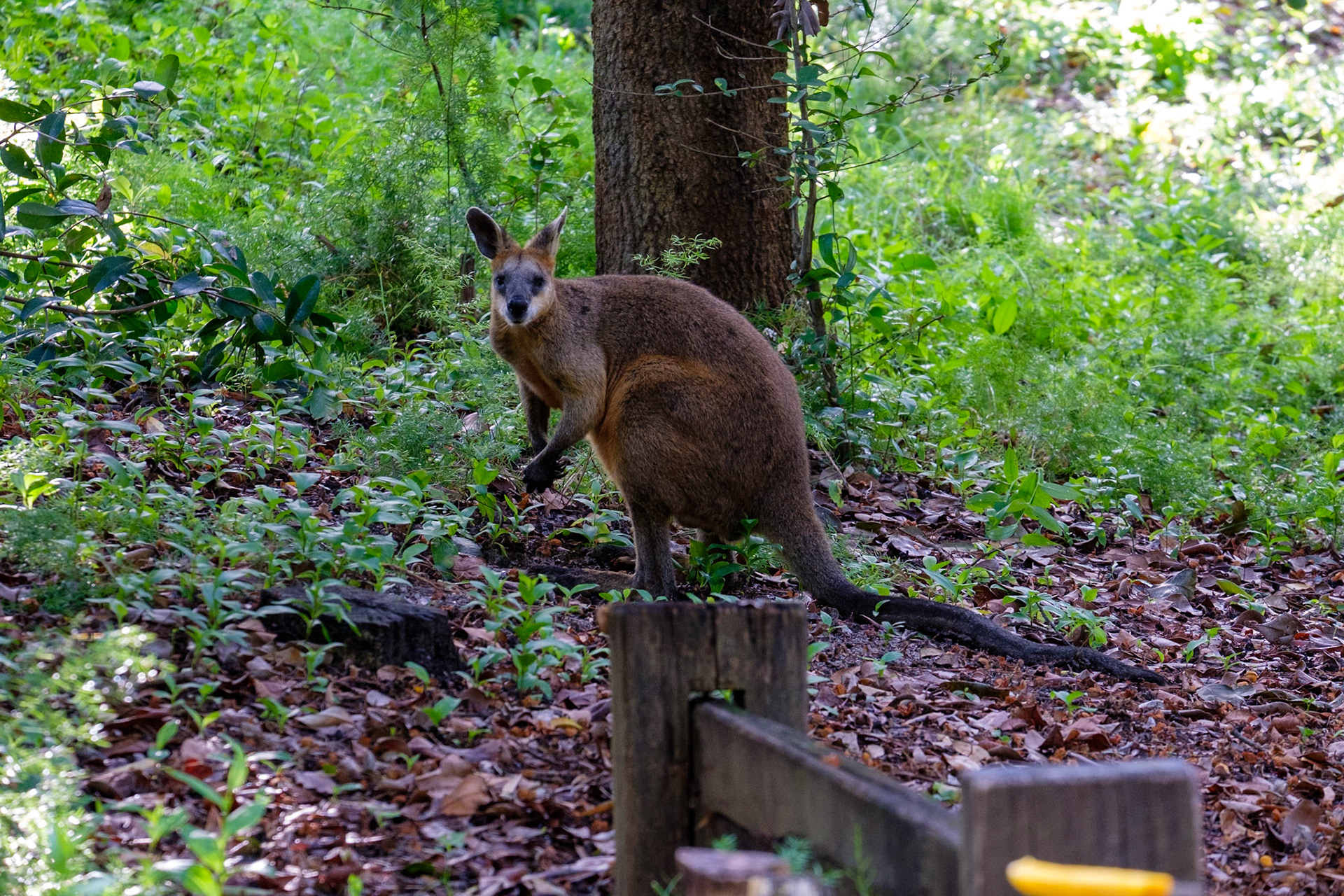 A wallaby visits our campsite