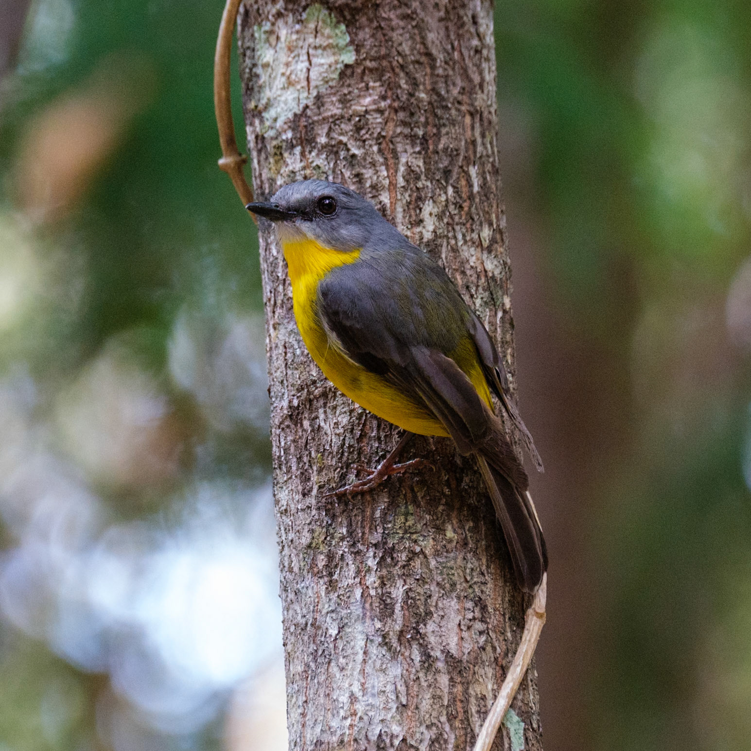 Eastern Yellow Robin - Bouloumba Creek, Conandale National Park