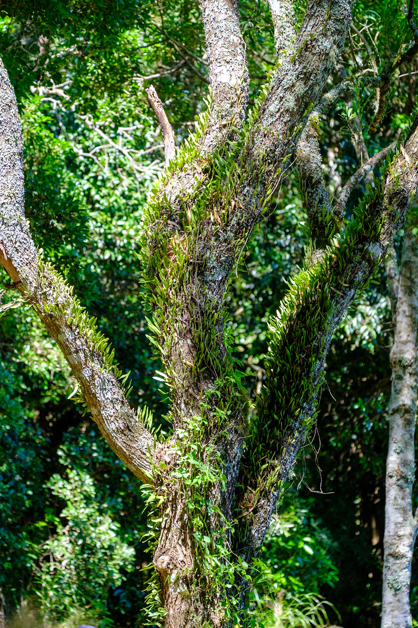 Bunya Mountains - Russel Park Walk