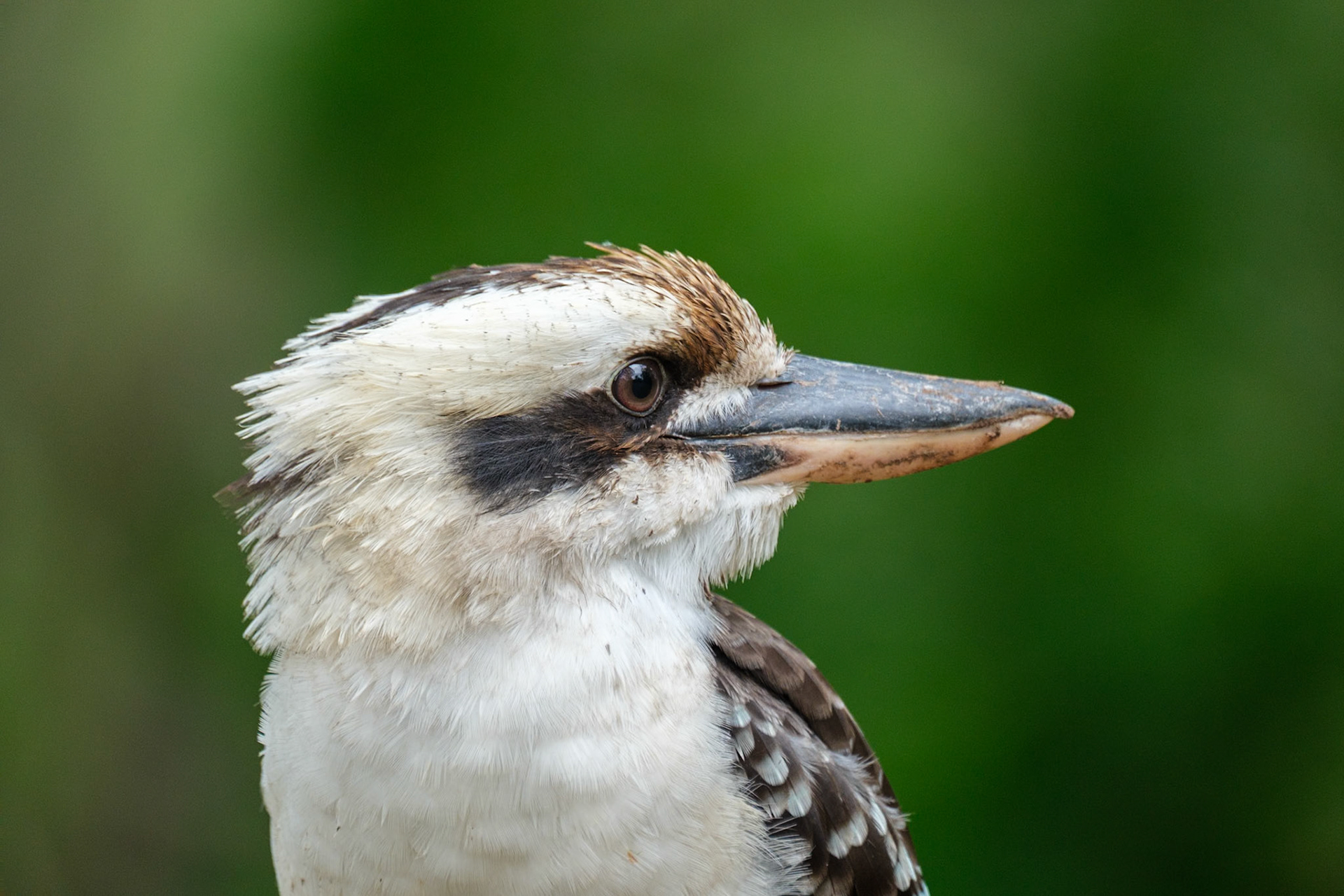 Kookaburra - Cania Gorge