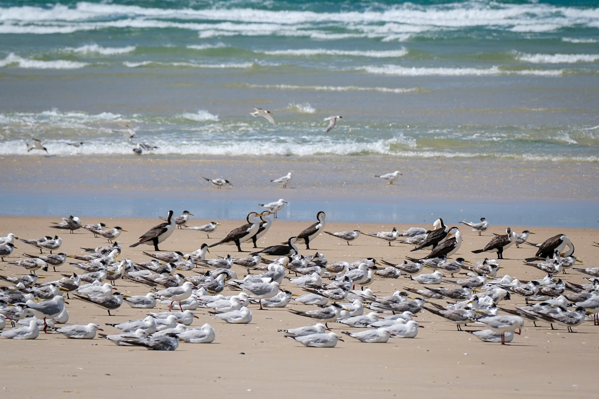 Many birds at the southern end of Moreton Island
