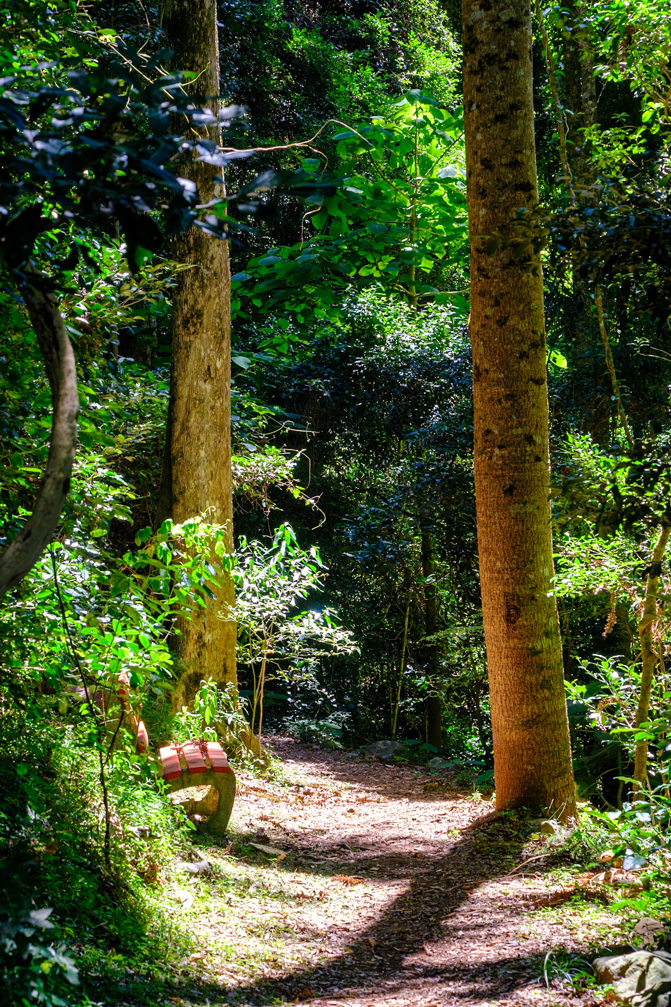 Bunya Mountains - Munros Camp Walk