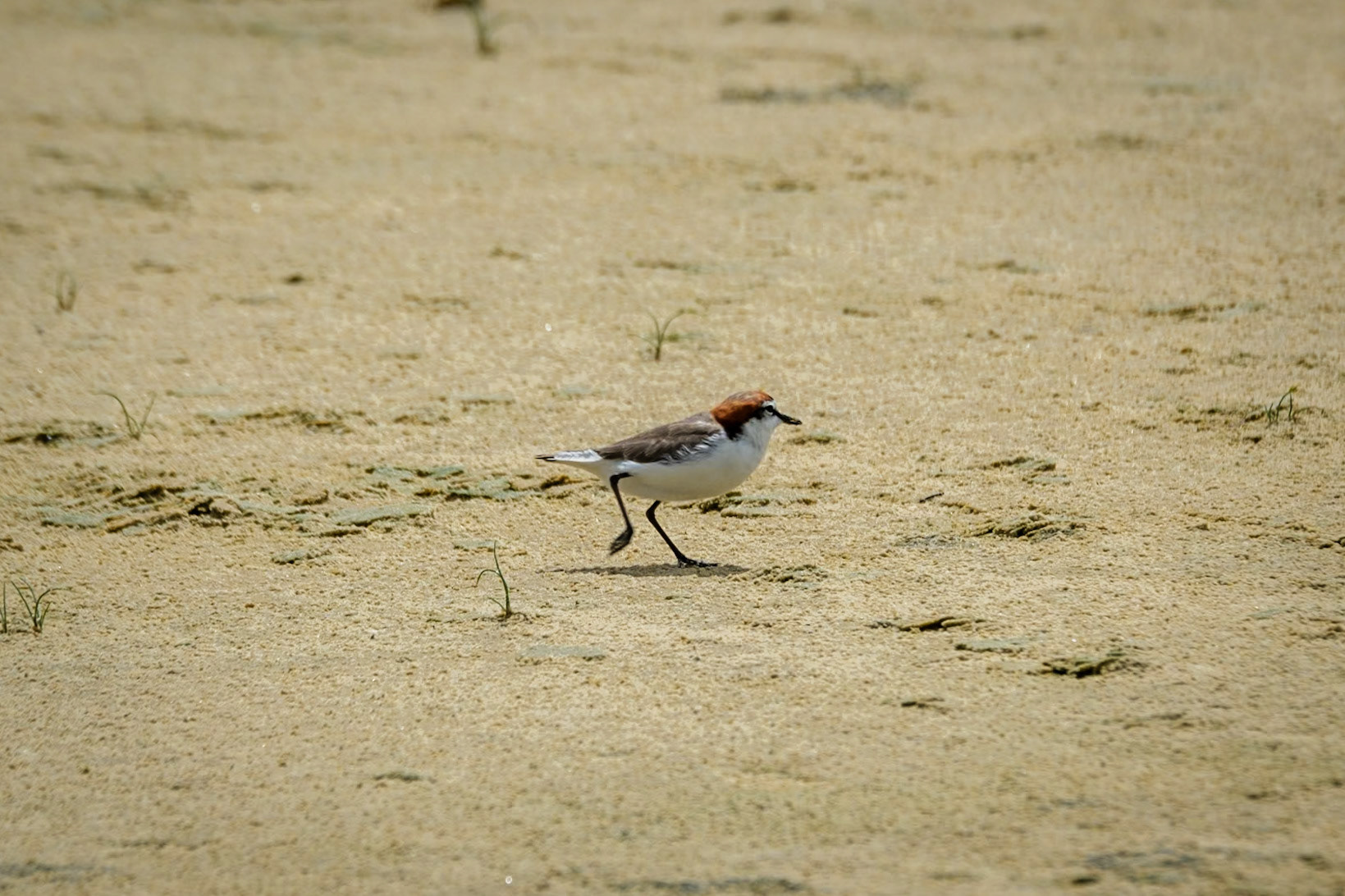 Red-Capped Plovers at North Point, Moreton Island
