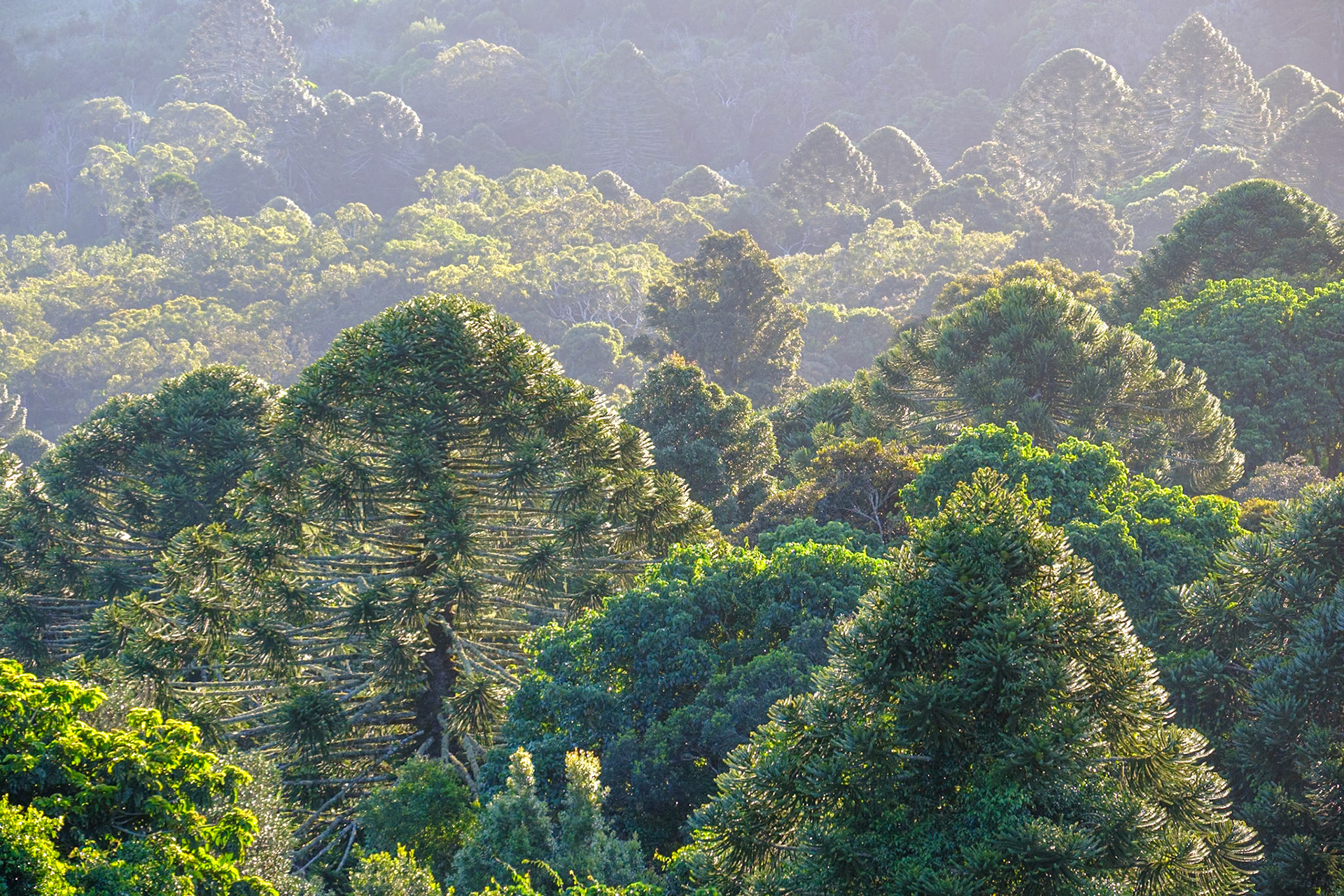 Bunya Mountains - Late afternoon & sunset from Fishers Lookout