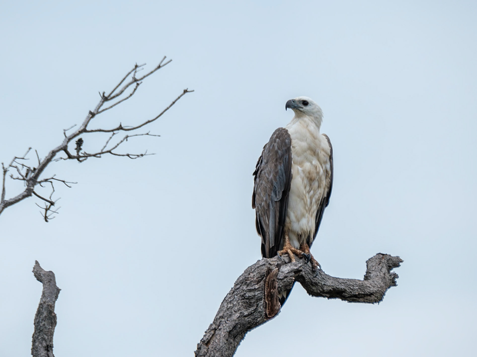 White Bellied Sea Eagle - Bribie Island National Park