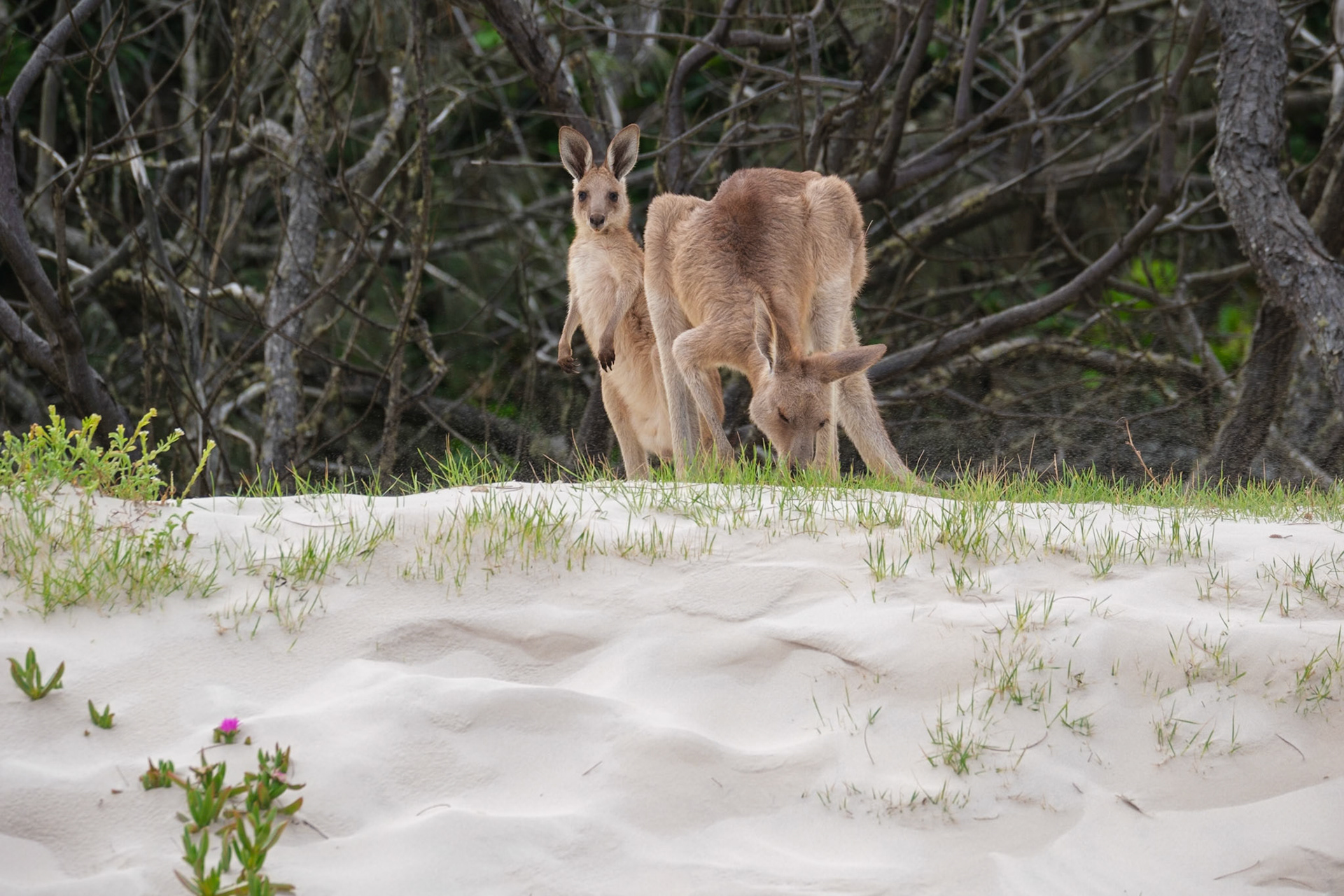 Kangaroos on the beach - Bribie Island National Park