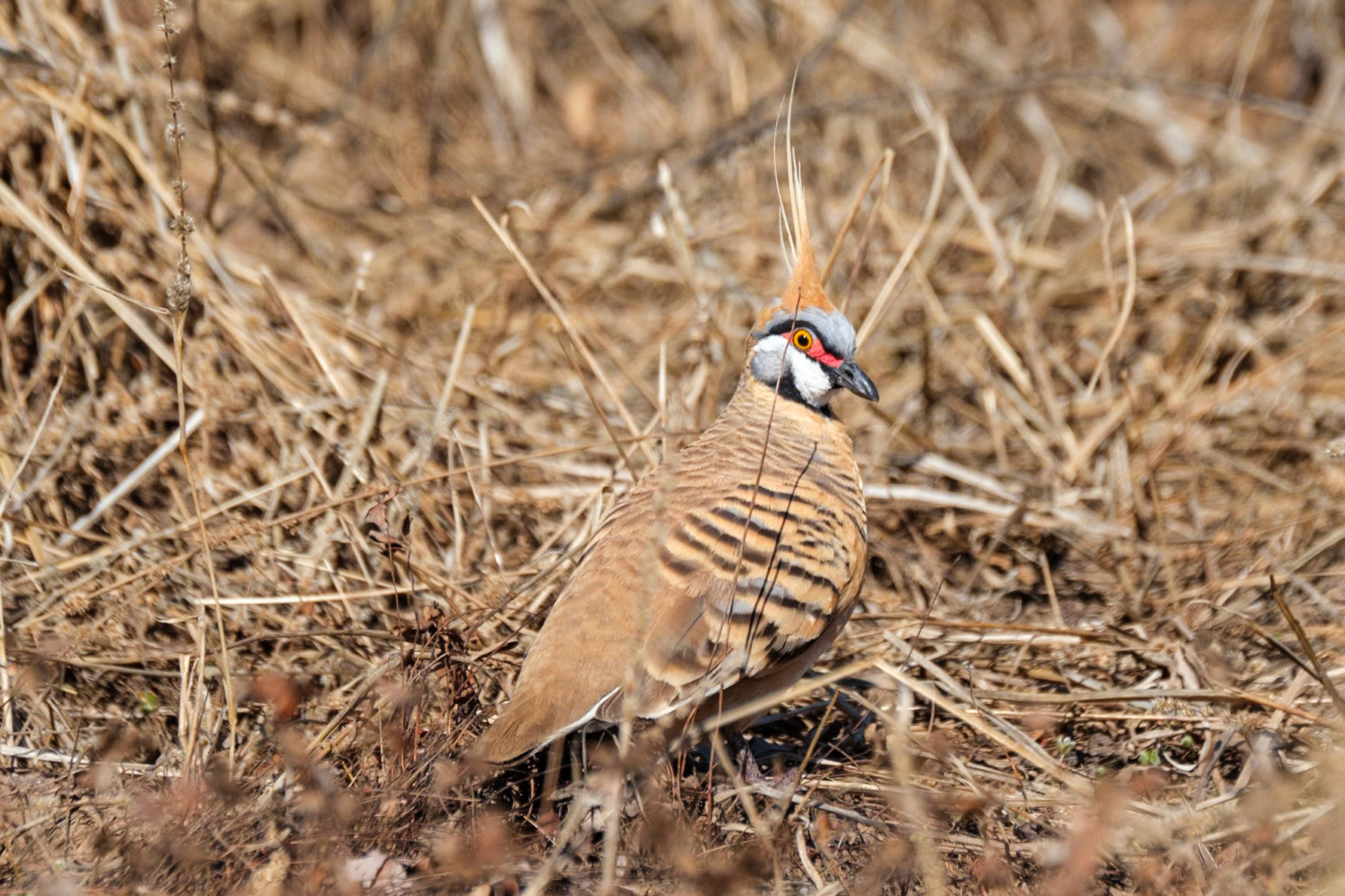 At "The Lake", Quilpie - Spinifex Pigeon