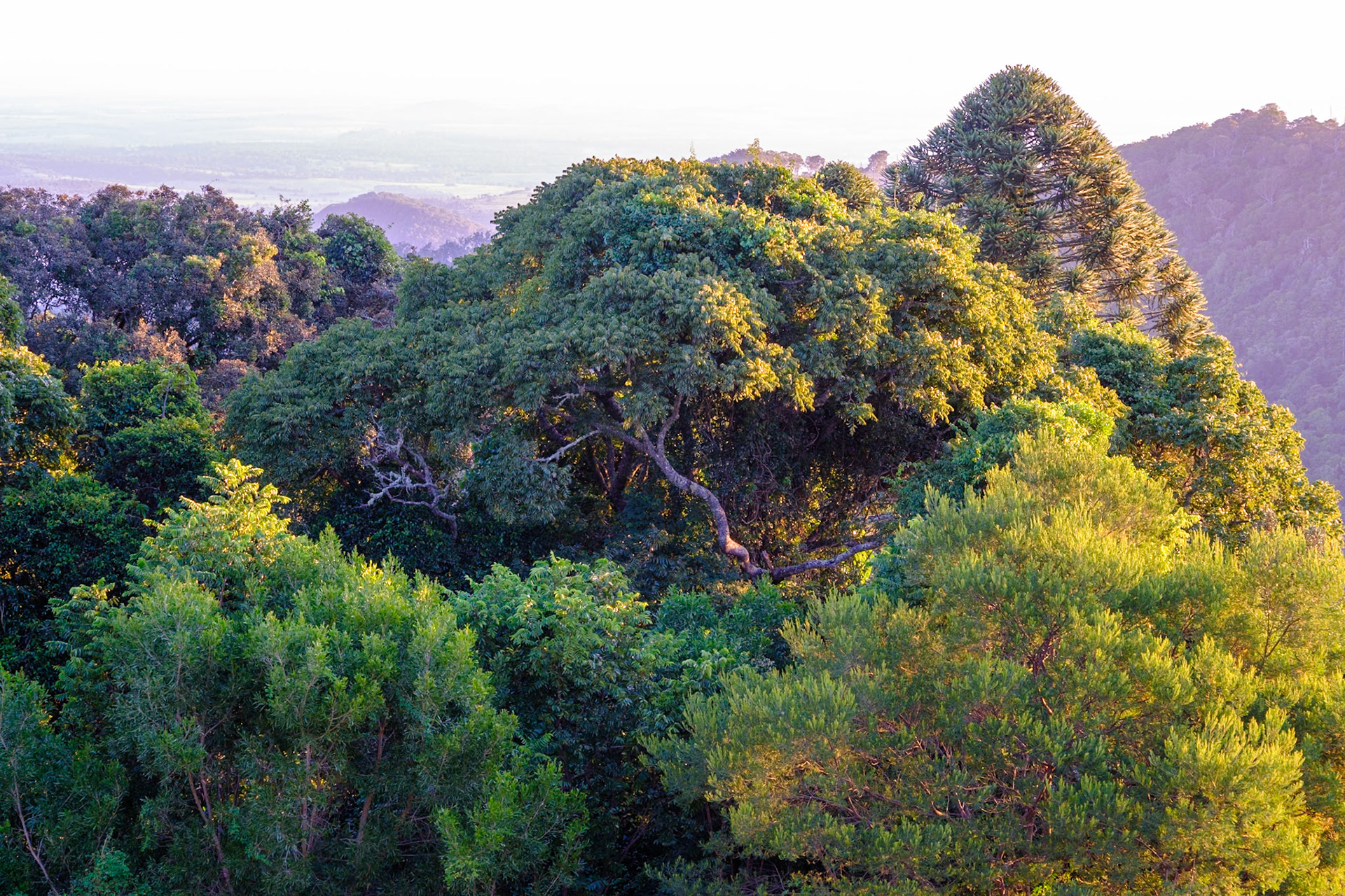 Bunya Mountains - Late afternoon & sunset from Fishers Lookout